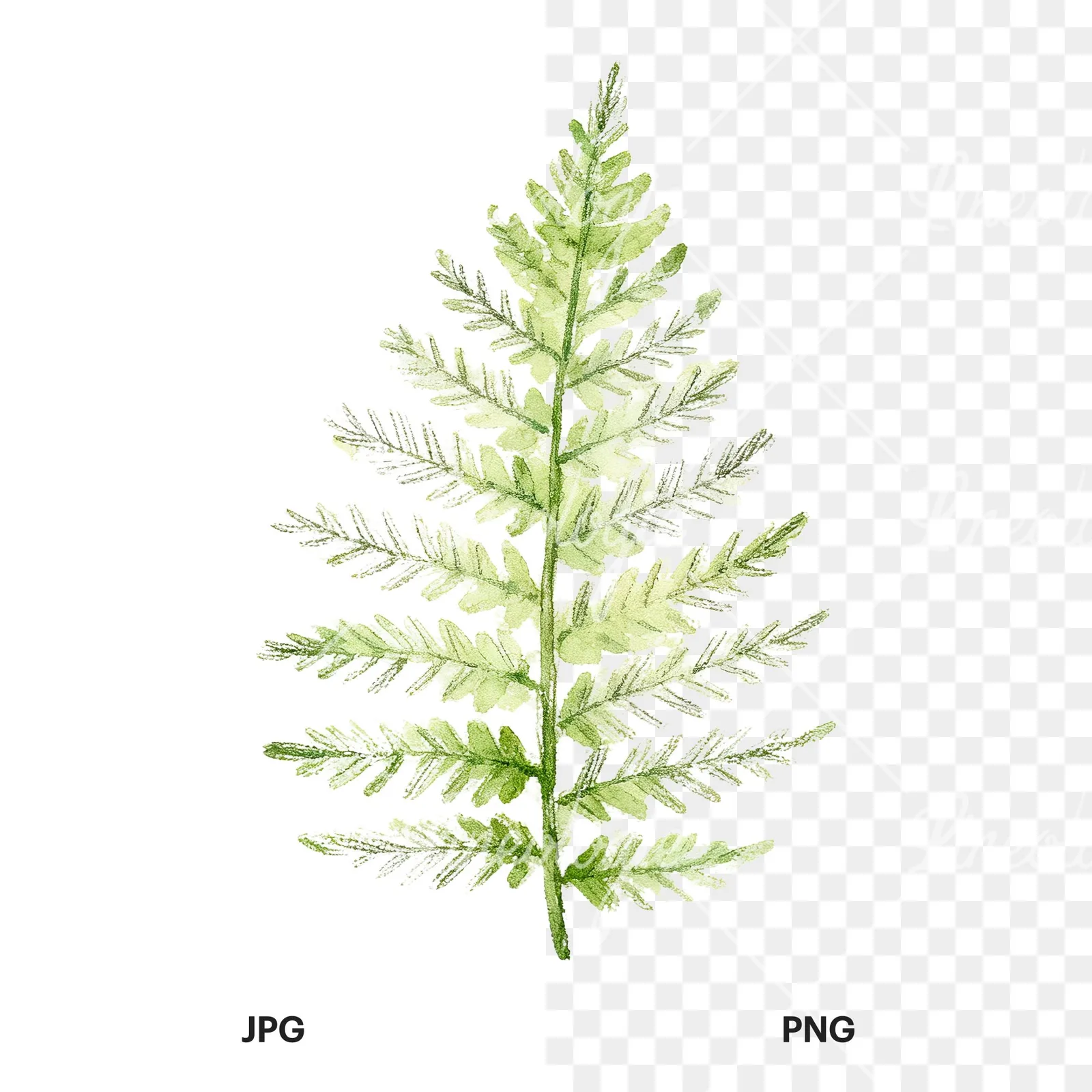 Watercolor bluish-green fern leaf clipart 6 of 9, as a JPG on white and a transparent PNG
