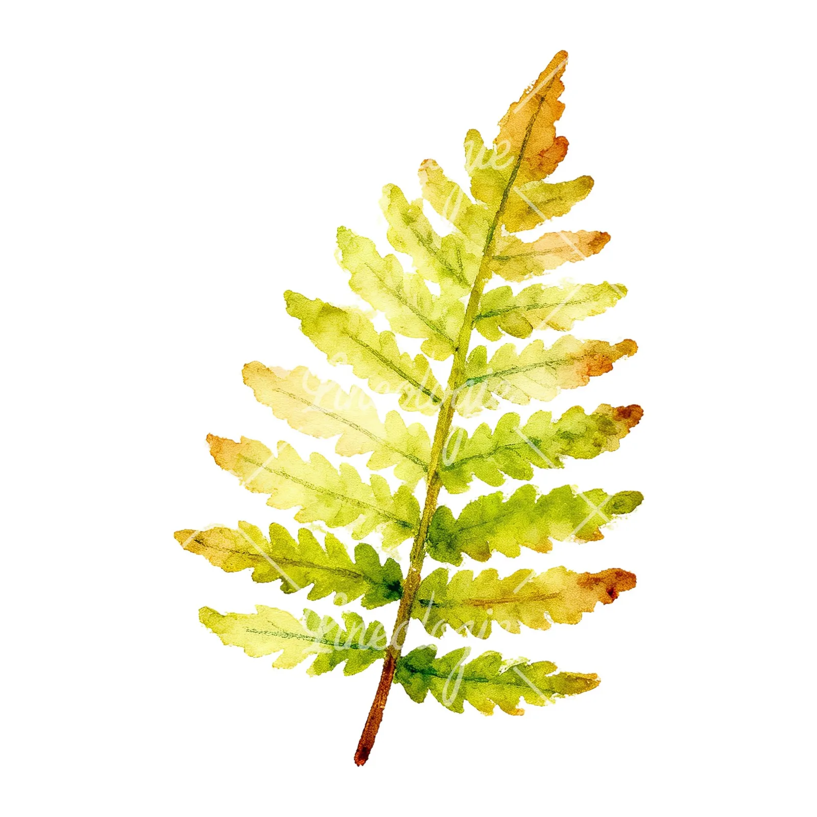 Watercolor bluish-green fern leaf clipart 7 of 9 on a white background (JPG)