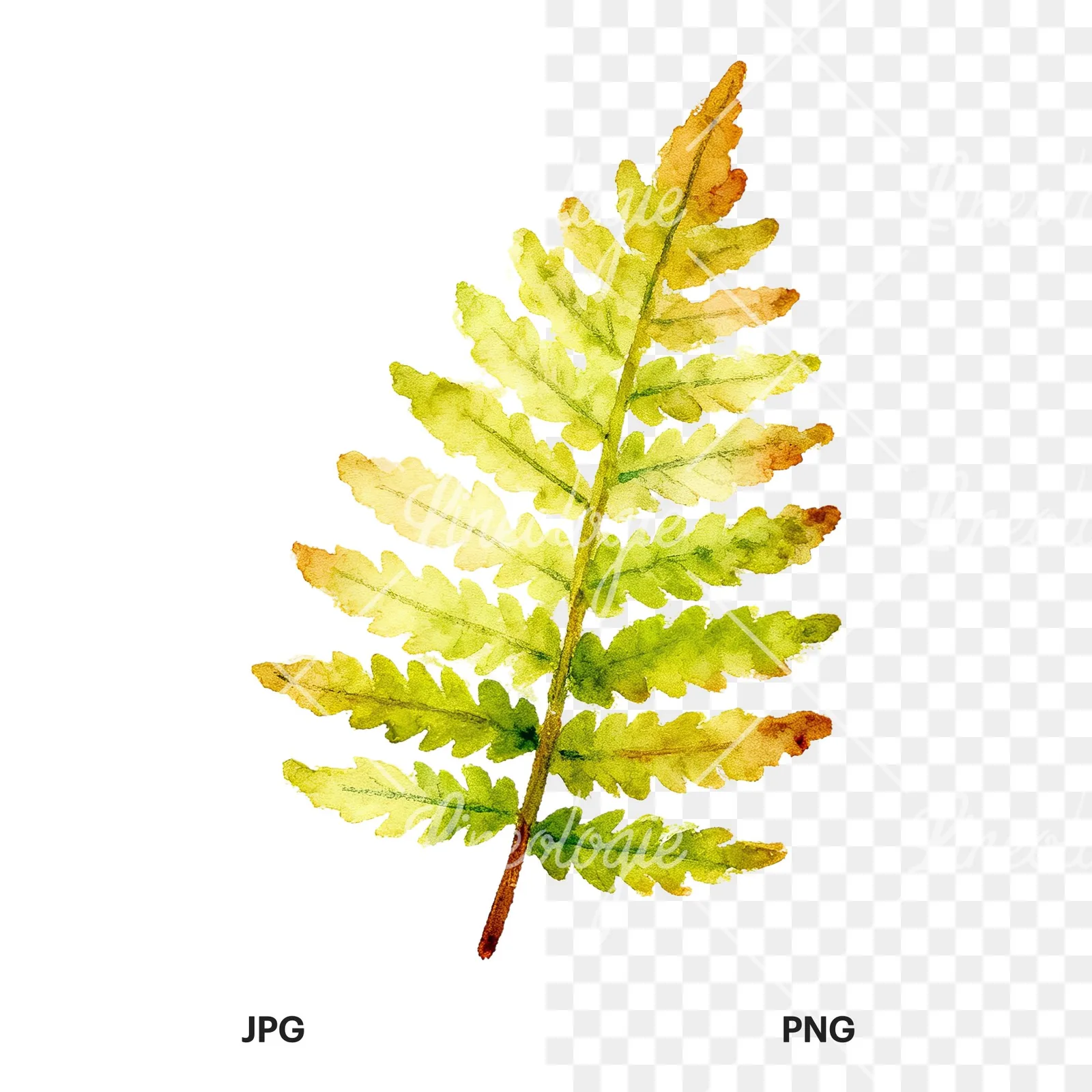 Watercolor bluish-green fern leaf clipart 7 of 9, as a JPG on white and a transparent PNG