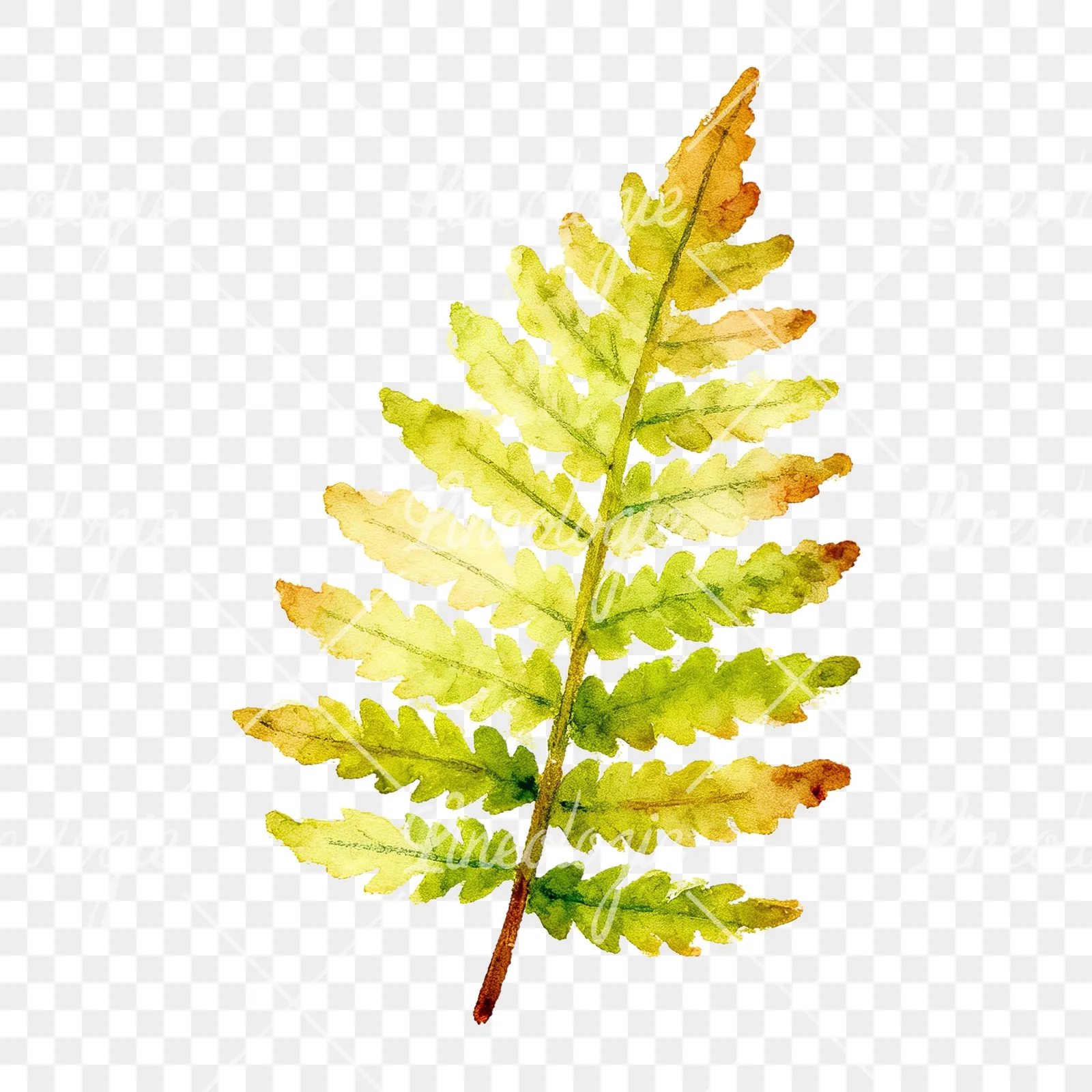 Watercolor bluish-green fern leaf clipart 7 of 9 on a transparent background (PNG)