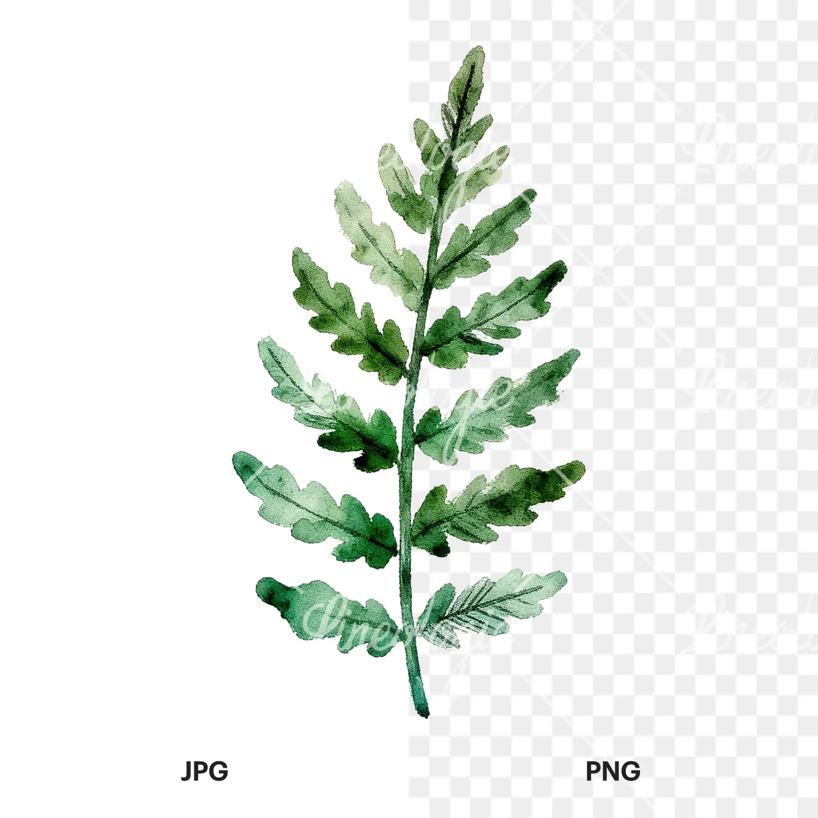 Watercolor bluish-green fern leaf clipart 8 of 9, as a JPG on white and a transparent PNG