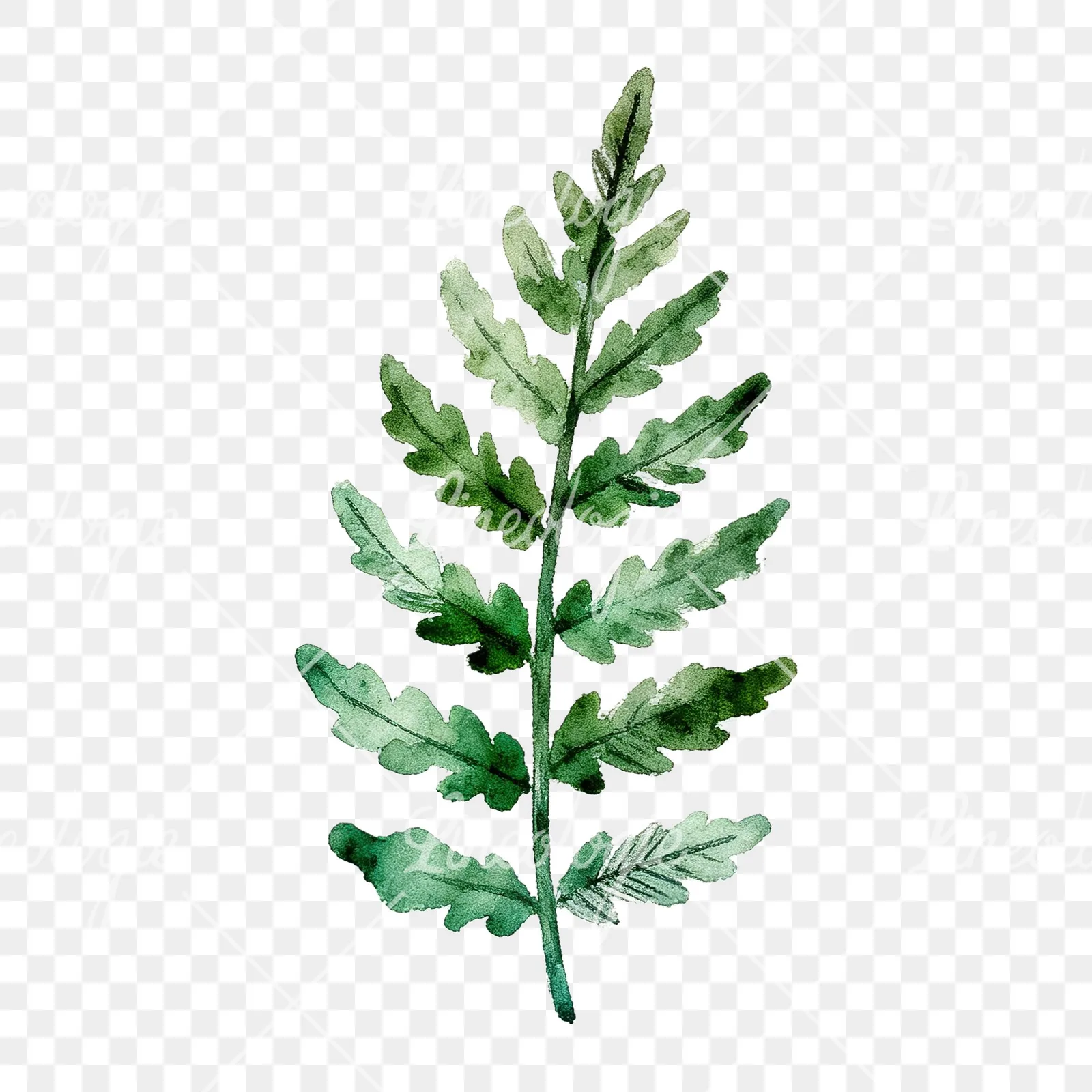Watercolor bluish-green fern leaf clipart 8 of 9 on a transparent background (PNG)