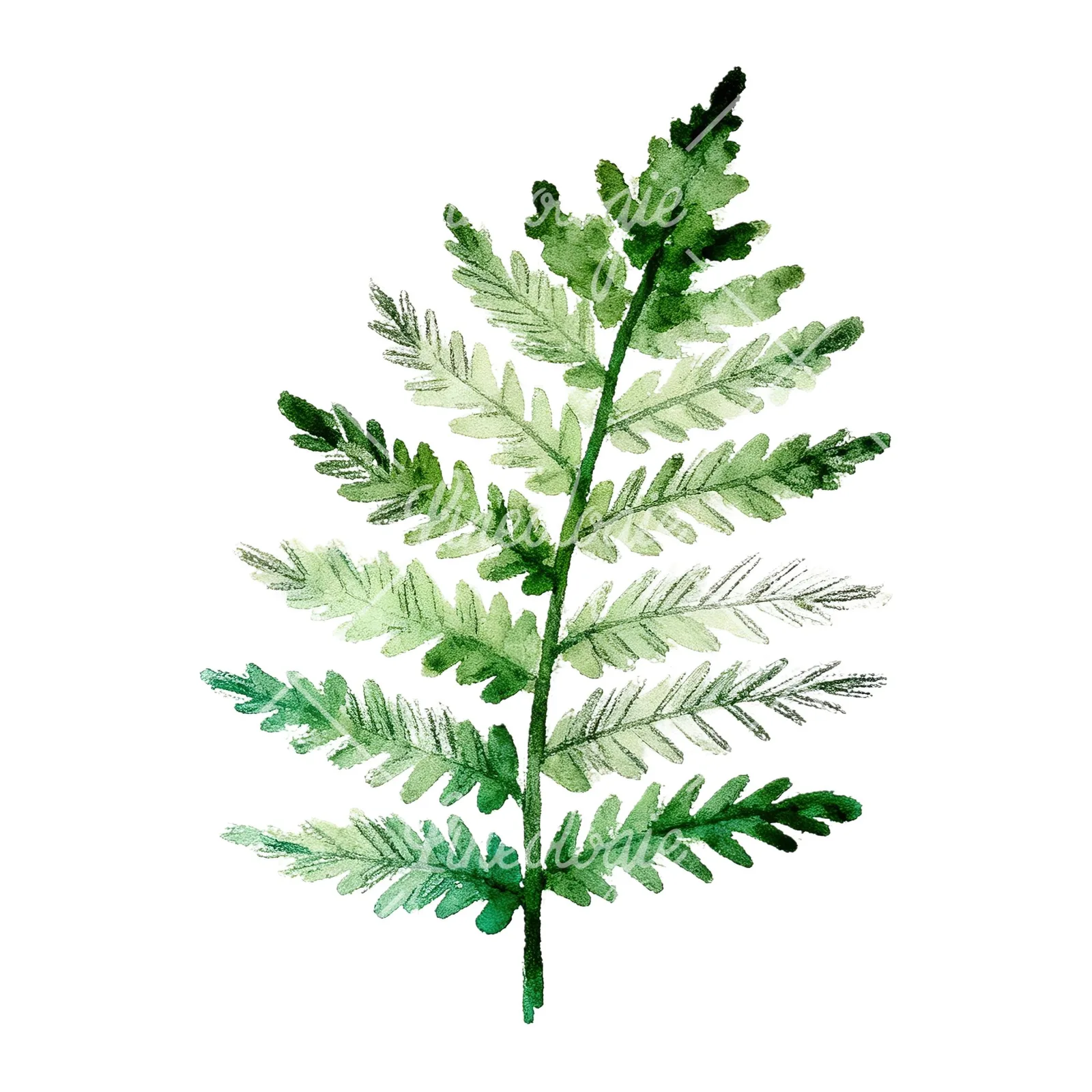 Watercolor bluish-green fern leaf clipart 9 of 9 on a white background (JPG)