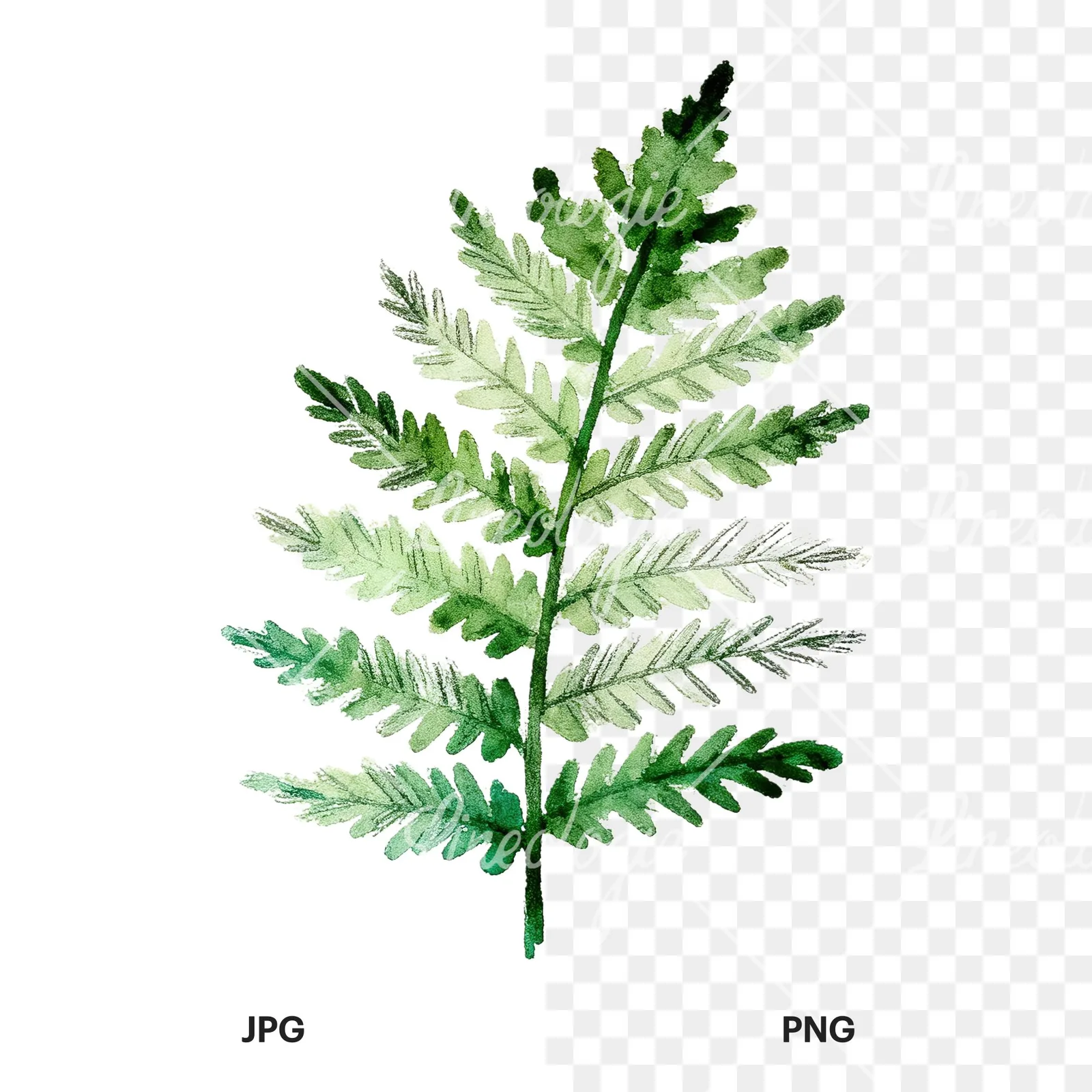 Watercolor bluish-green fern leaf clipart 9 of 9, as a JPG on white and a transparent PNG