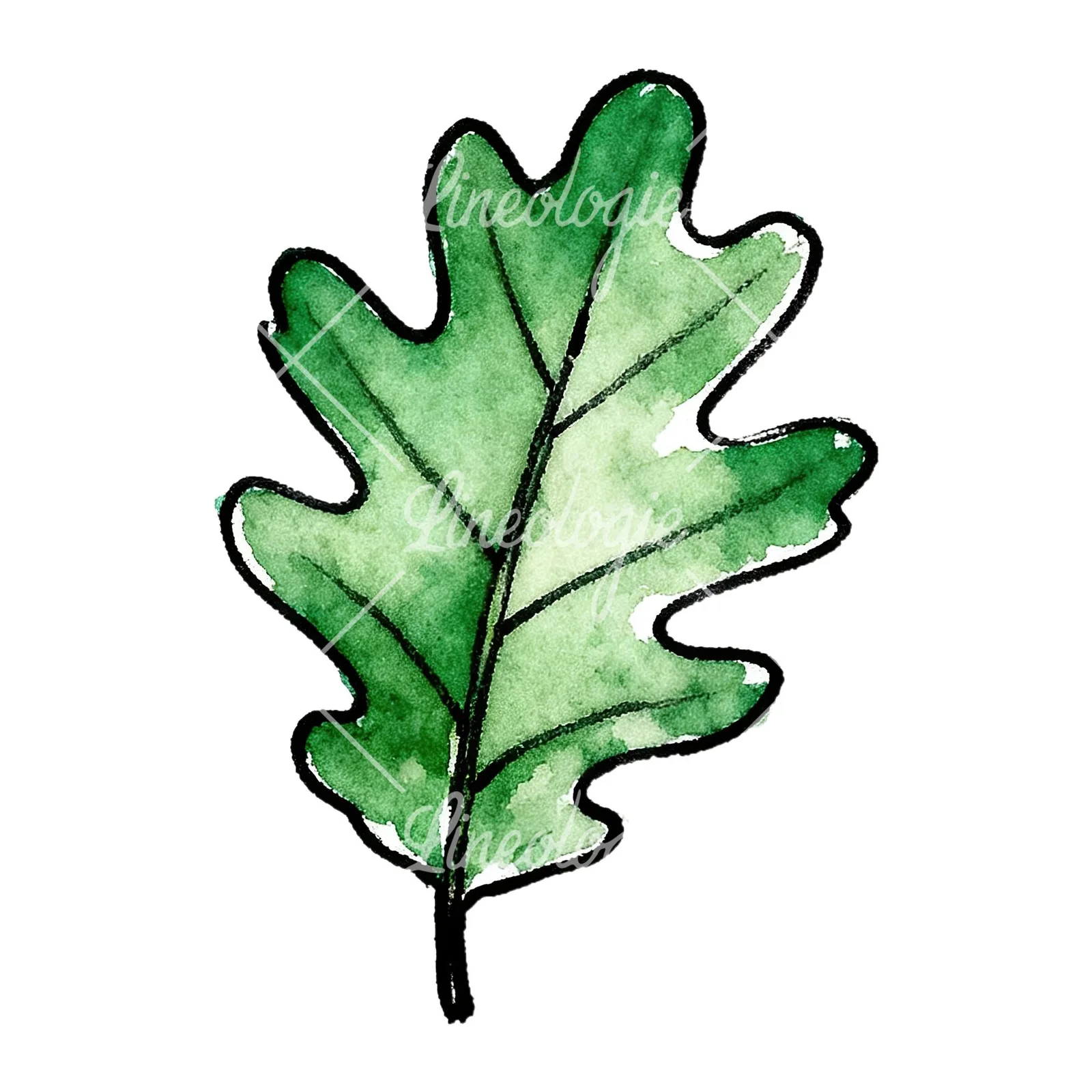 Watercolor green oak leaf pencil sketch clipart 1 of 9 on a white background (JPG)