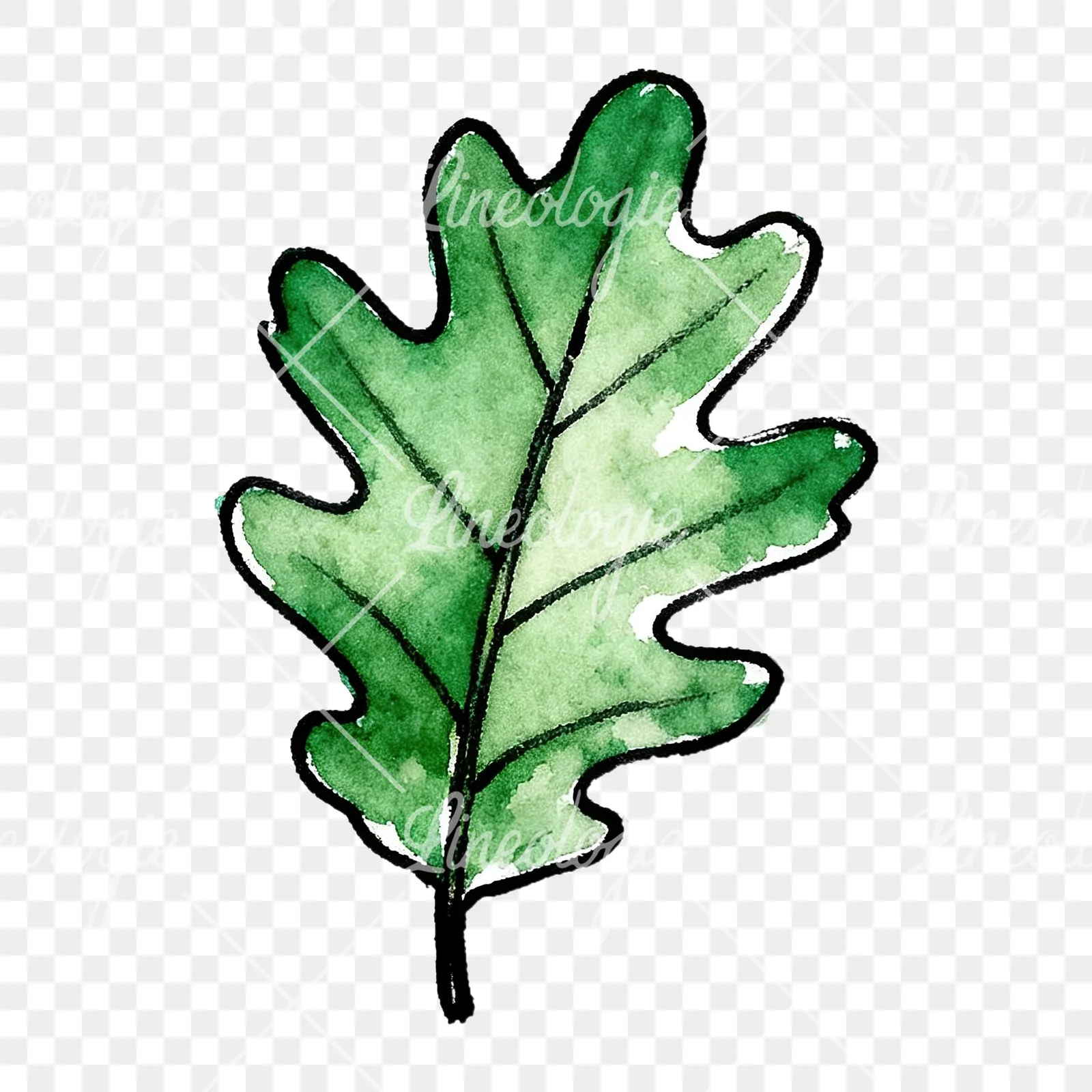 Watercolor green oak leaf pencil sketch clipart 1 of 9 on a transparent background (PNG)
