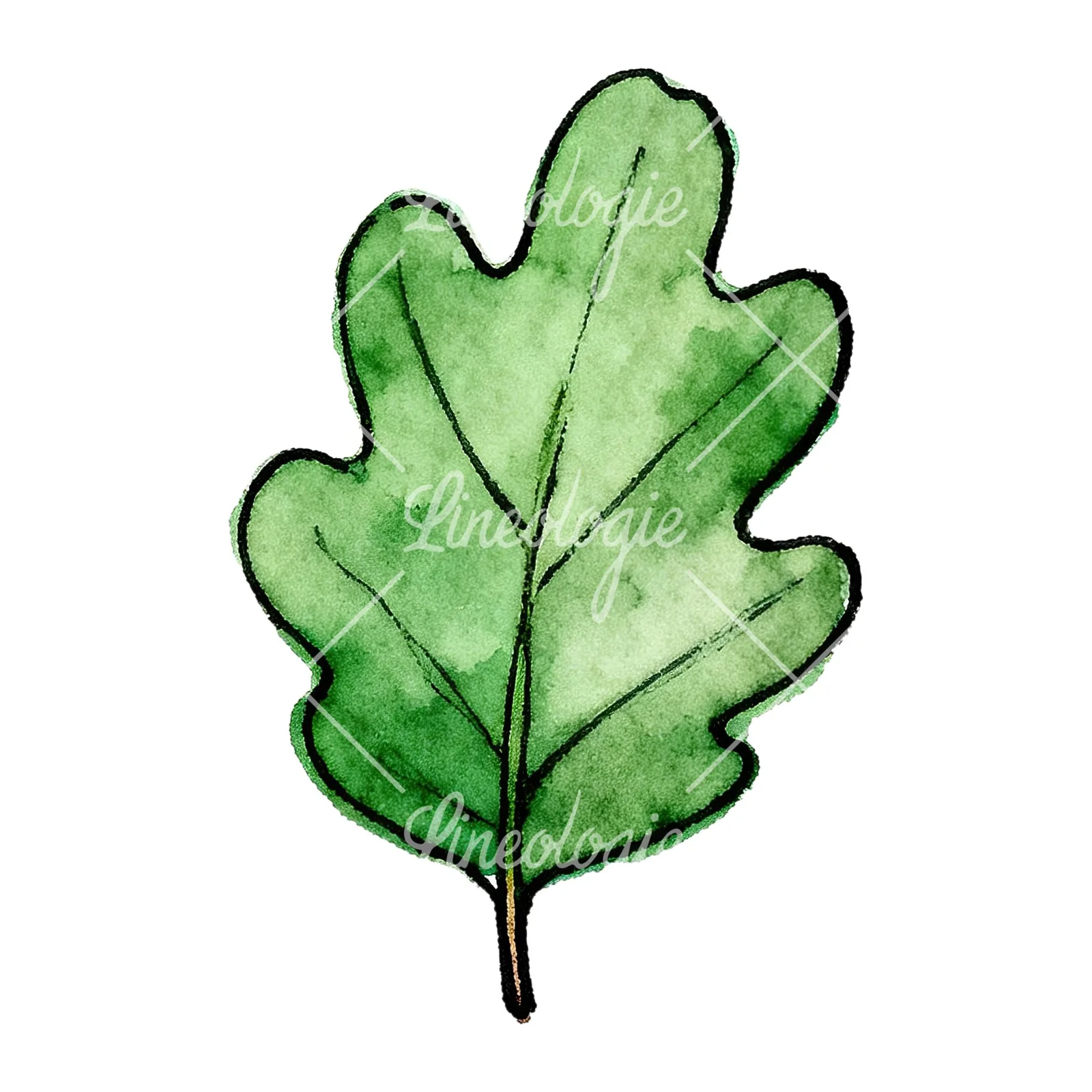Watercolor green oak leaf pencil sketch clipart 2 of 9 on a white background (JPG)