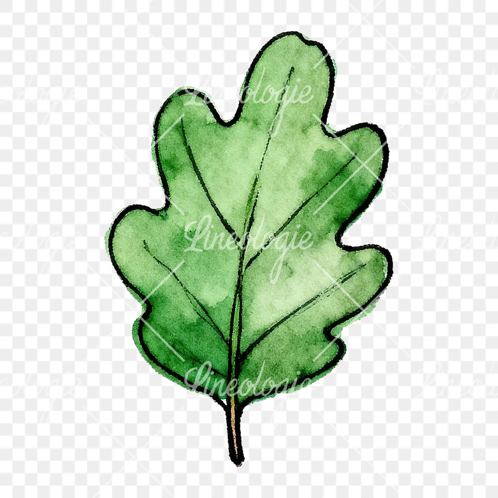 Watercolor green oak leaf pencil sketch clipart 2 of 9 on a transparent background (PNG)