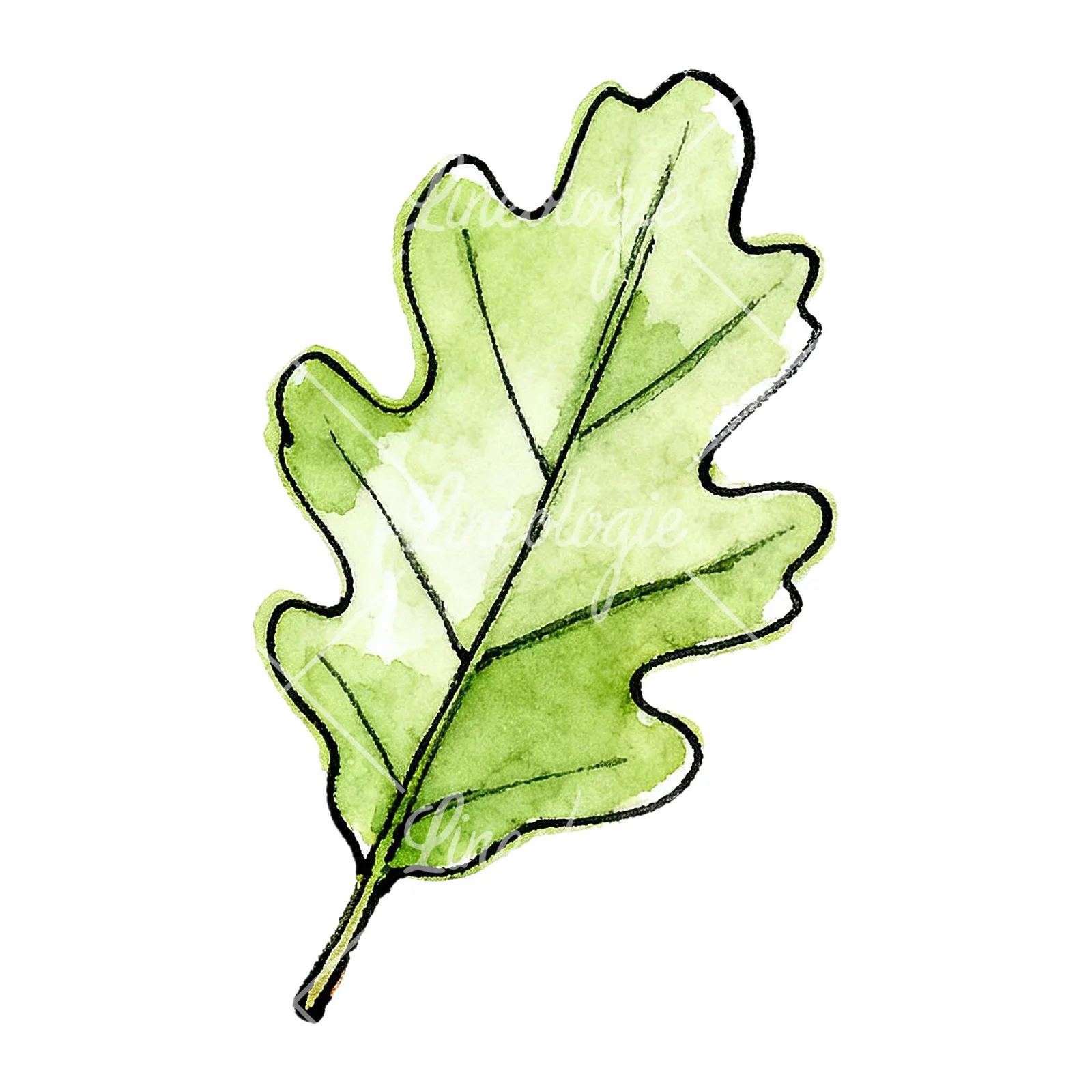 Watercolor green oak leaf pencil sketch clipart 3 of 9 on a white background (JPG)