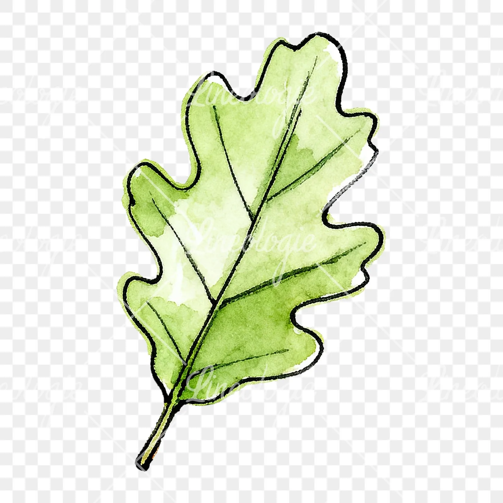Watercolor green oak leaf pencil sketch clipart 3 of 9 on a transparent background (PNG)