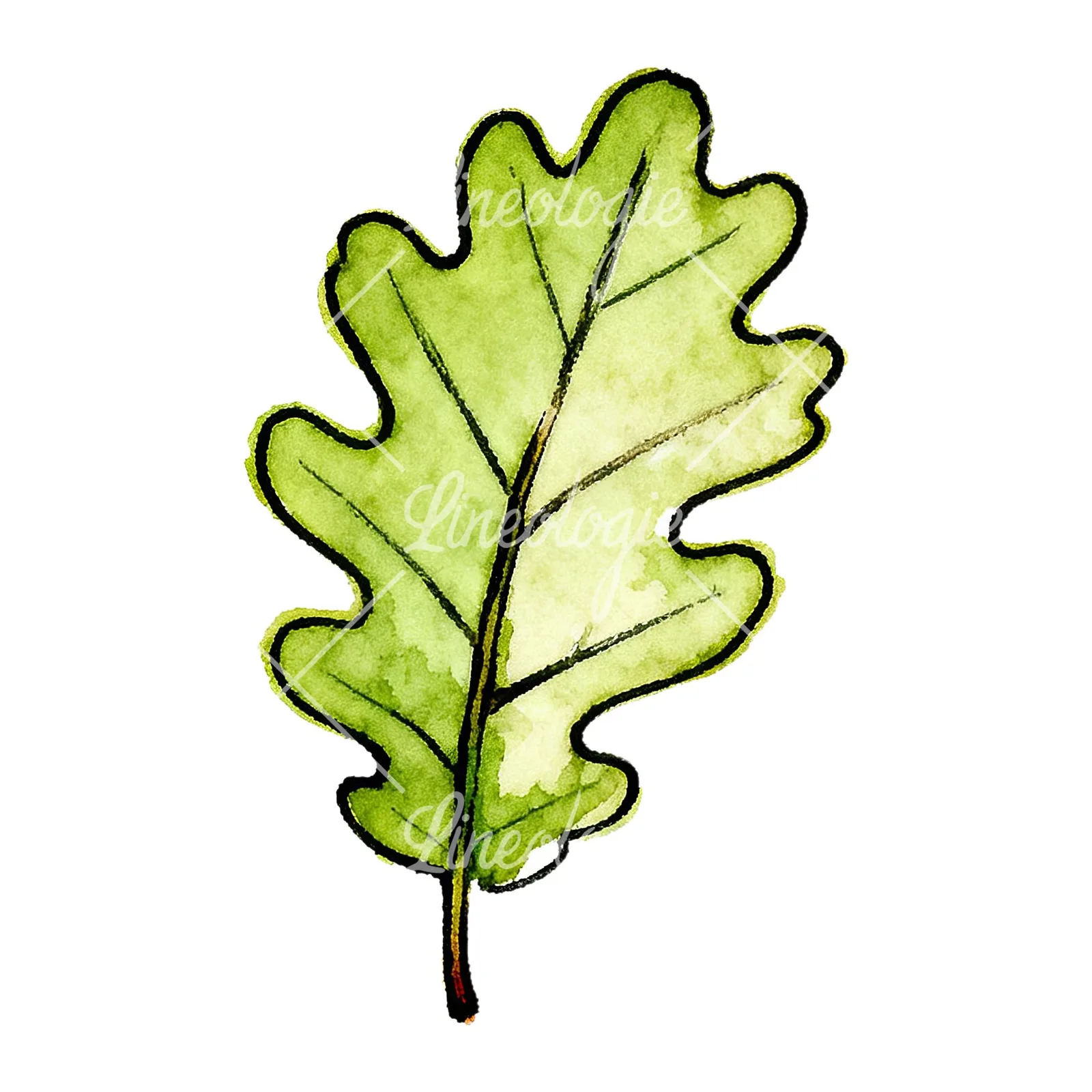 Watercolor green oak leaf pencil sketch clipart 4 of 9 on a white background (JPG)