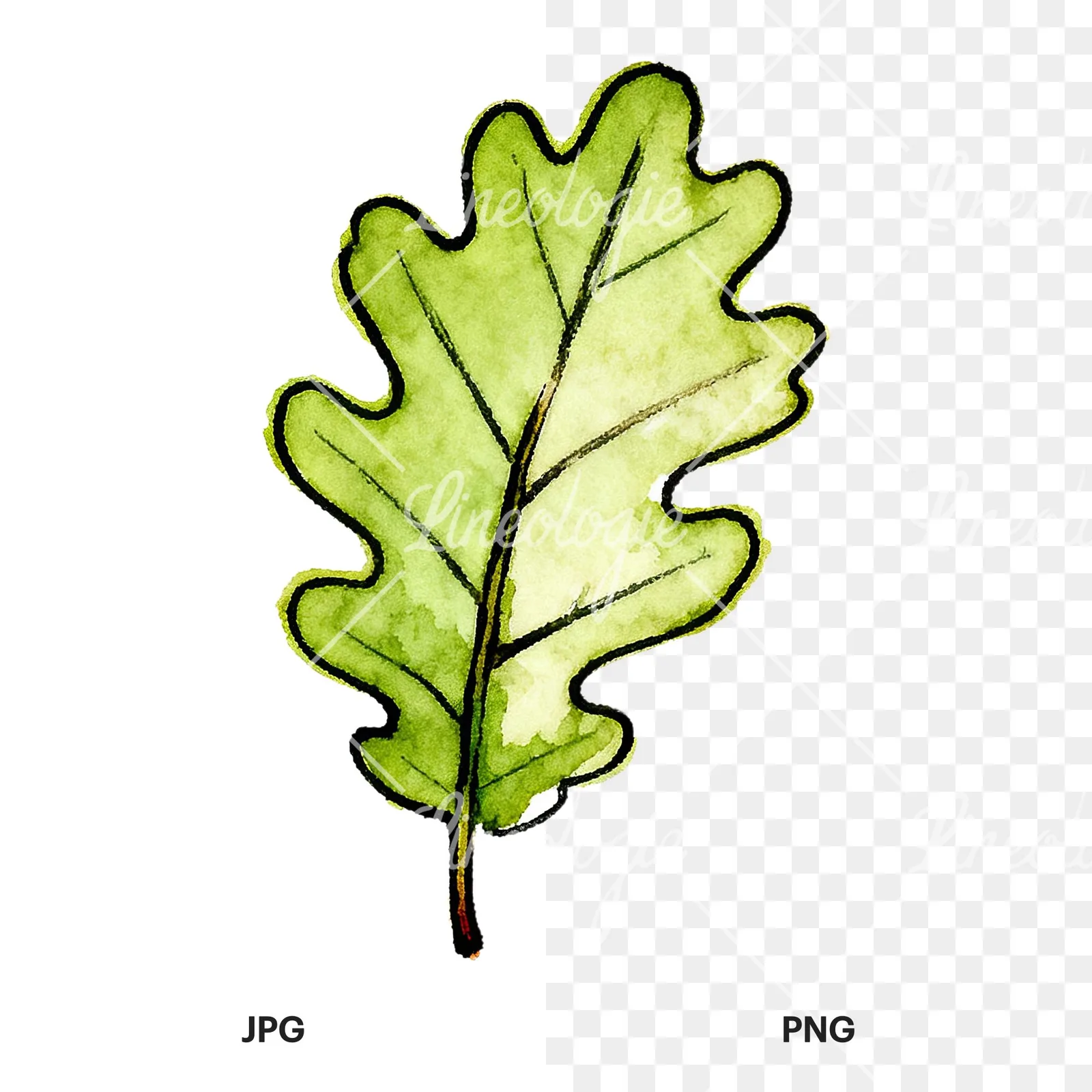 Watercolor green oak leaf pencil sketch clipart 4 of 9, as a JPG on white and a transparent PNG
