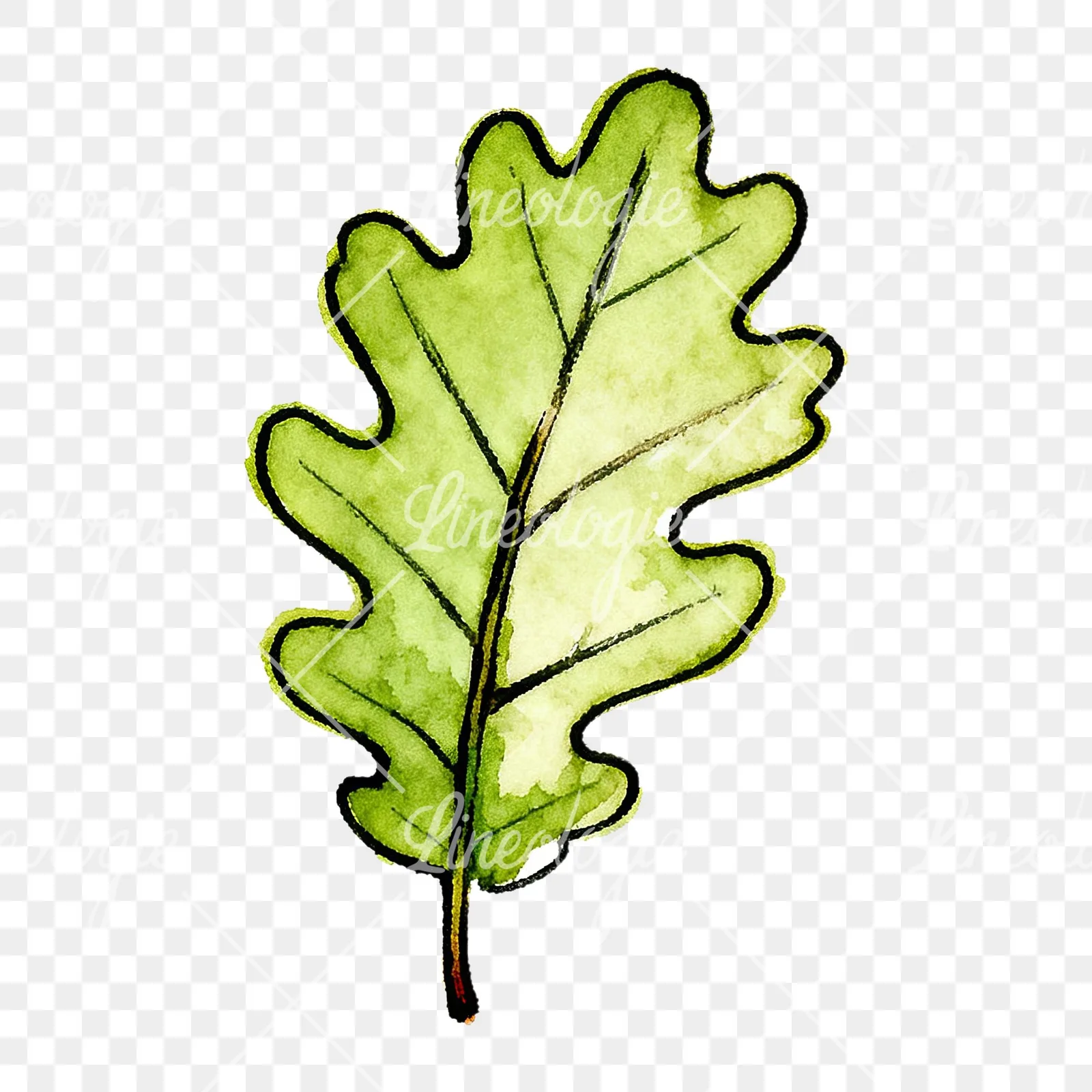 Watercolor green oak leaf pencil sketch clipart 4 of 9 on a transparent background (PNG)