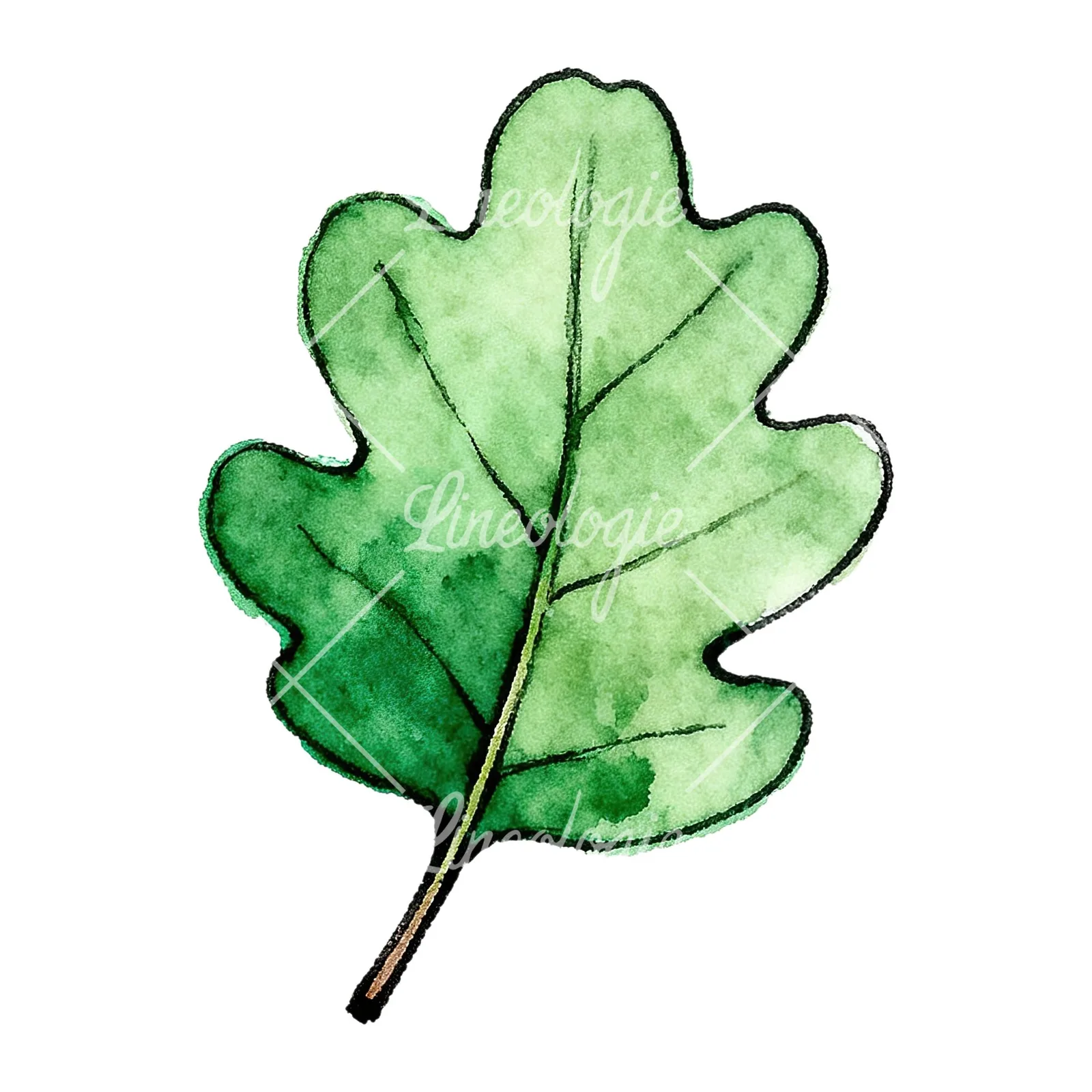 Watercolor green oak leaf pencil sketch clipart 5 of 9 on a white background (JPG)