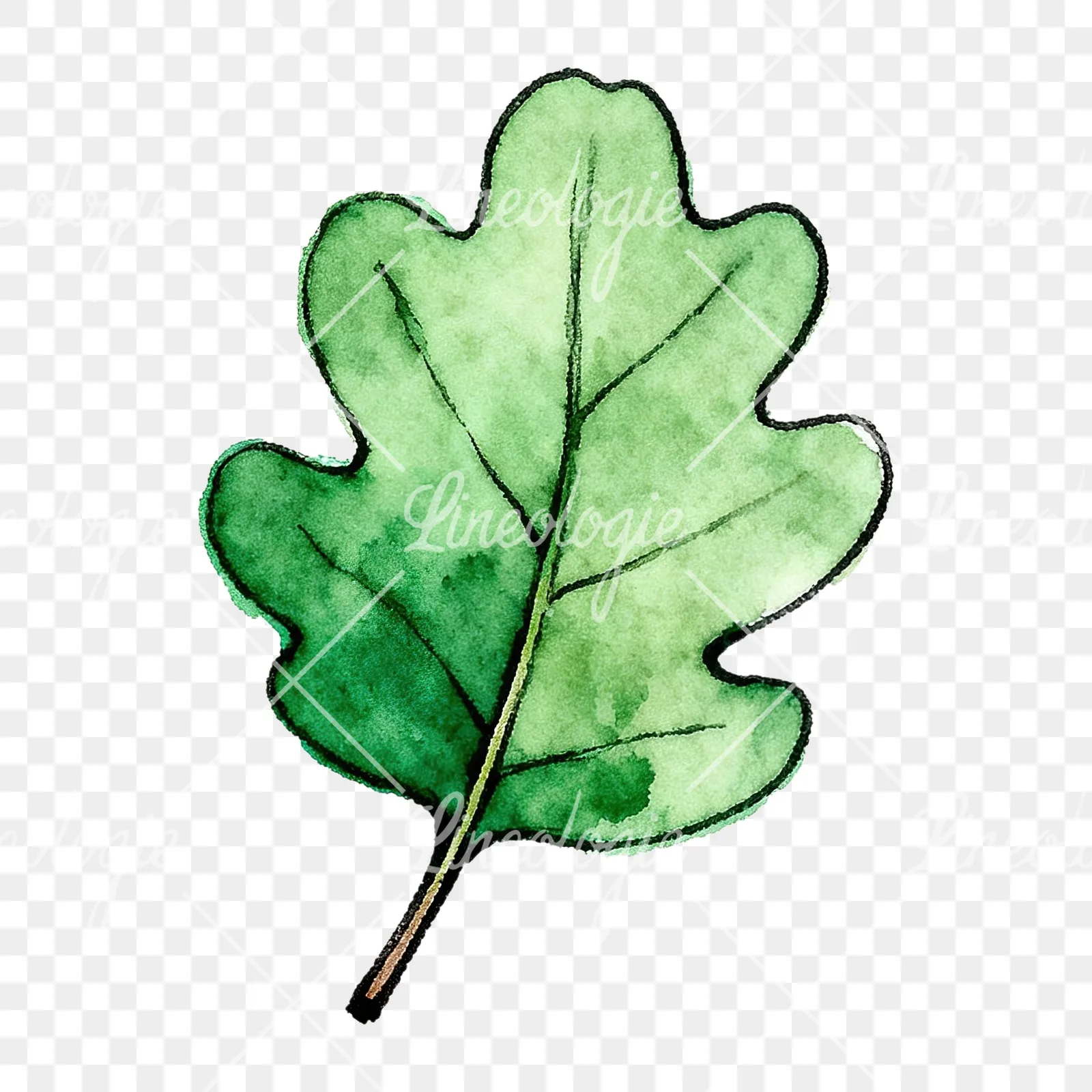 Watercolor green oak leaf pencil sketch clipart 5 of 9 on a transparent background (PNG)