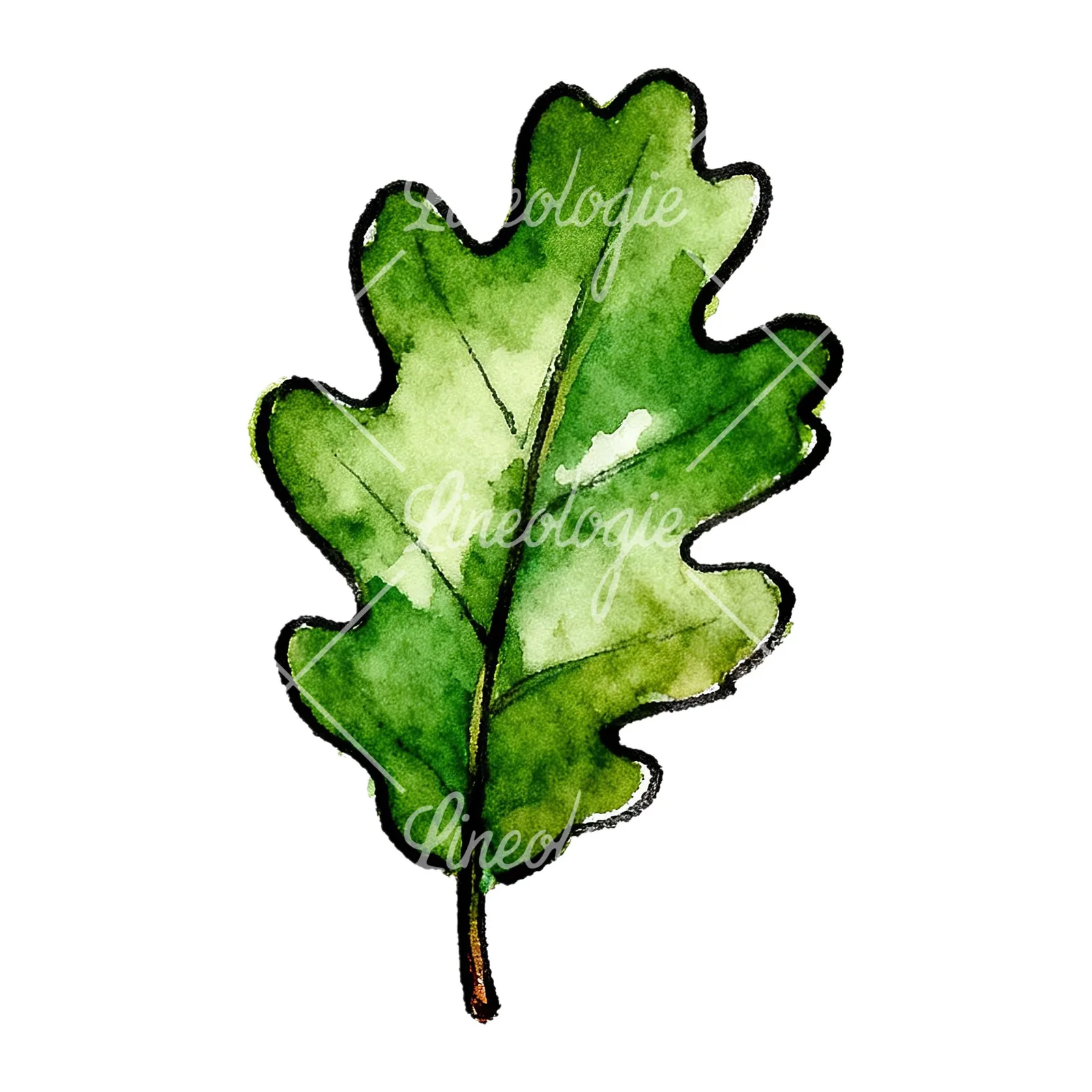 Watercolor green oak leaf pencil sketch clipart 6 of 9 on a white background (JPG)