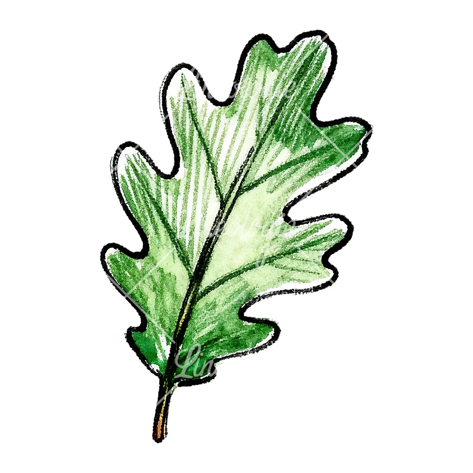 Watercolor green oak leaf pencil sketch clipart 7 of 9 on a white background (JPG)