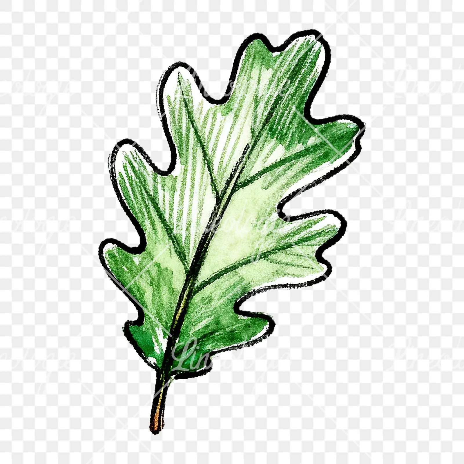 Watercolor green oak leaf pencil sketch clipart 7 of 9 on a transparent background (PNG)