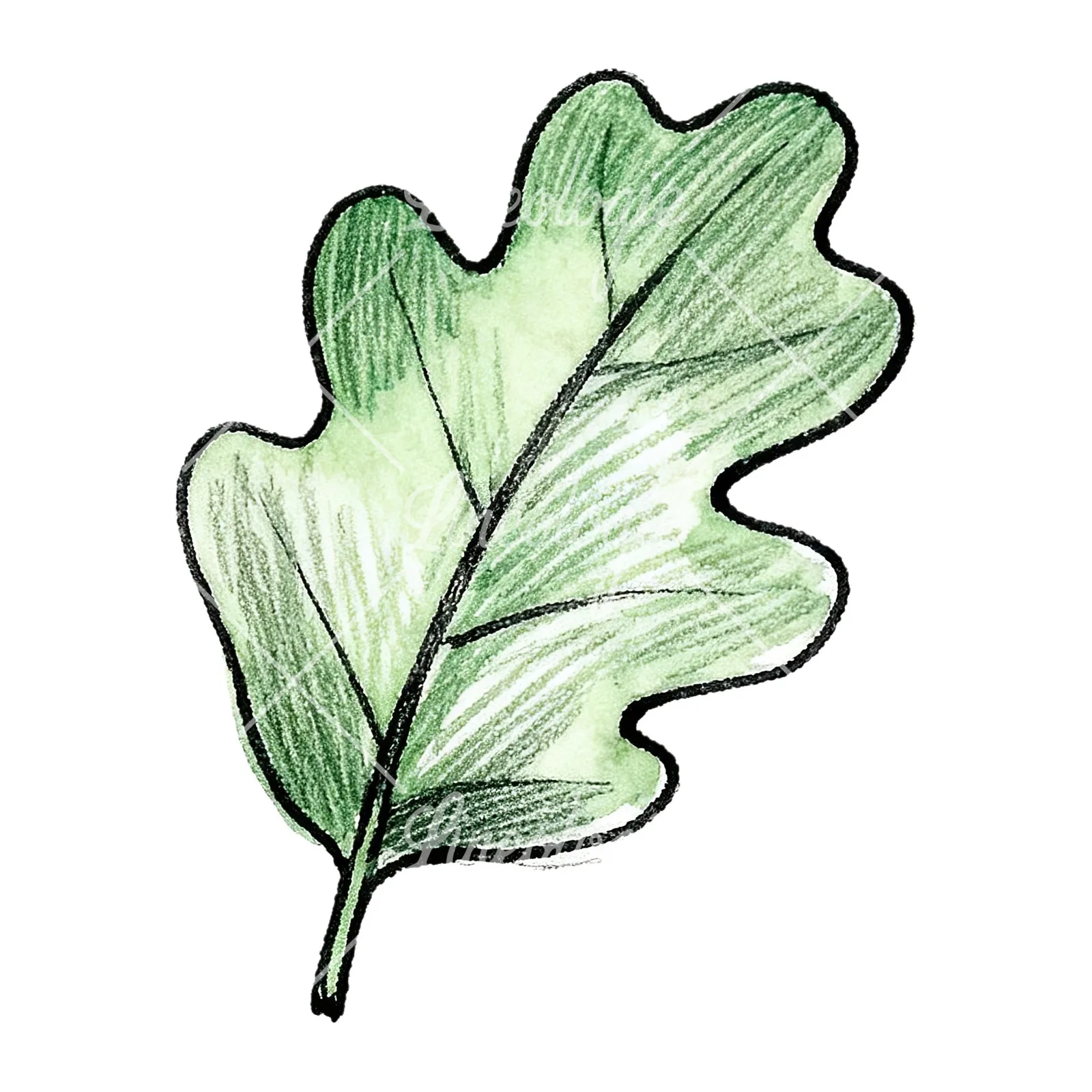 Watercolor green oak leaf pencil sketch clipart 8 of 9 on a white background (JPG)