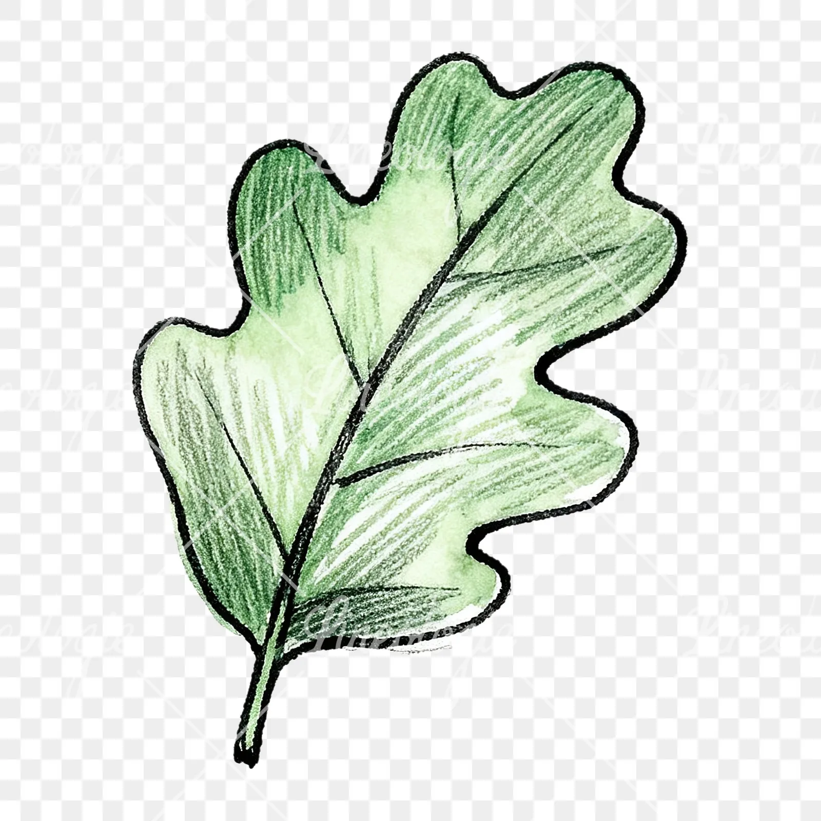 Watercolor green oak leaf pencil sketch clipart 8 of 9 on a transparent background (PNG)
