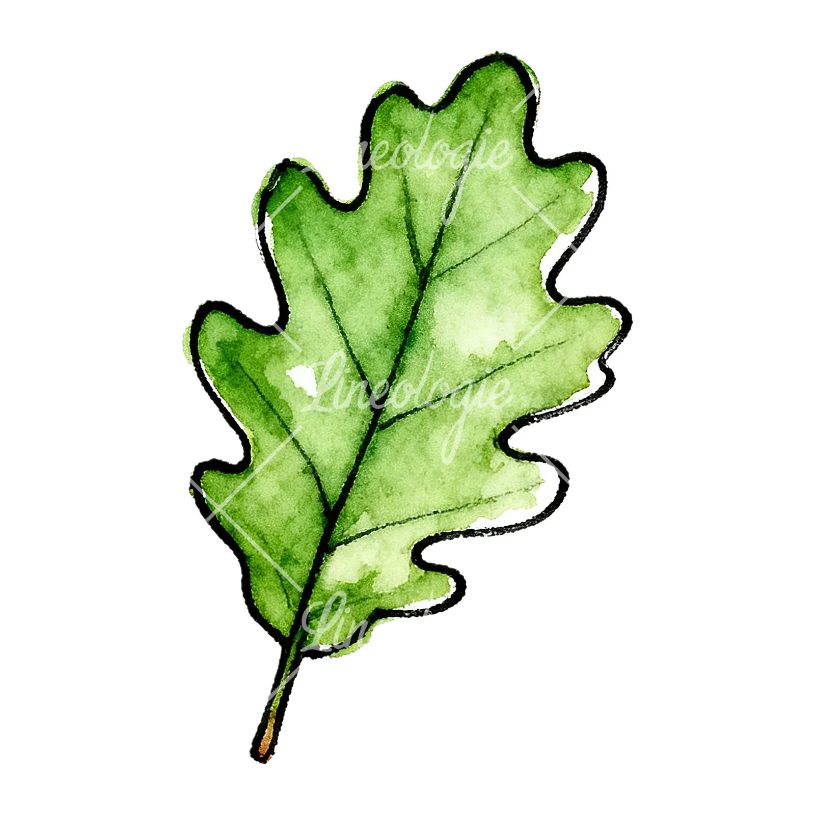 Watercolor green oak leaf pencil sketch clipart 9 of 9 on a white background (JPG)