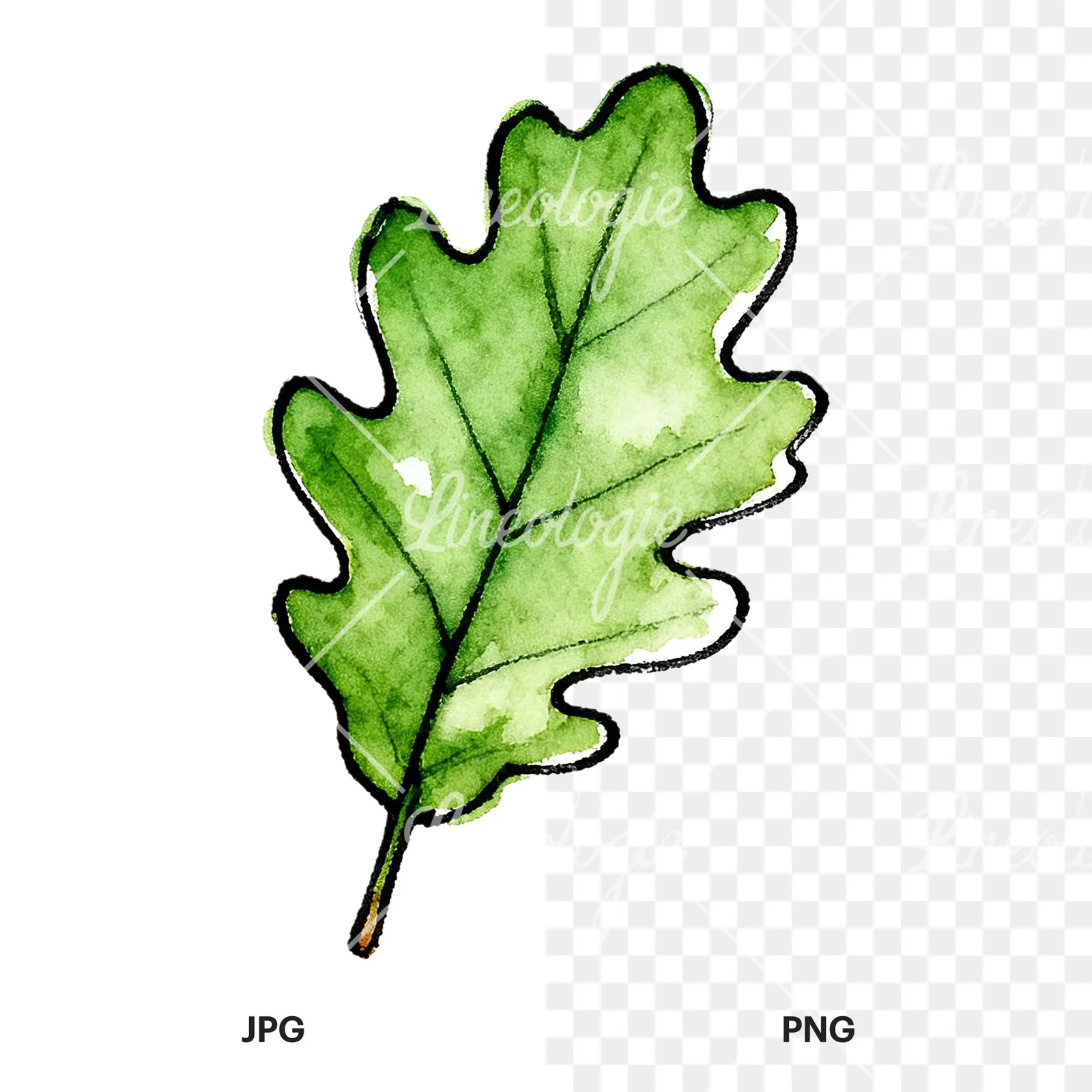 Watercolor green oak leaf pencil sketch clipart 9 of 9, as a JPG on white and a transparent PNG