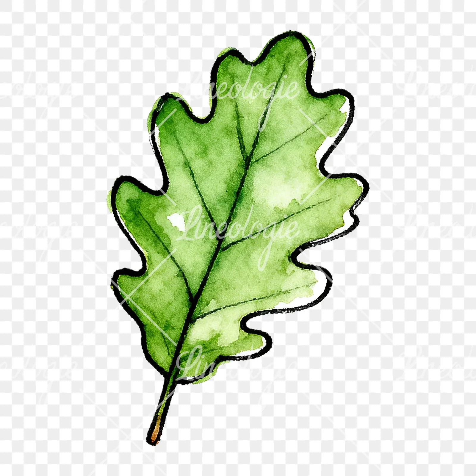 Watercolor green oak leaf pencil sketch clipart 9 of 9 on a transparent background (PNG)