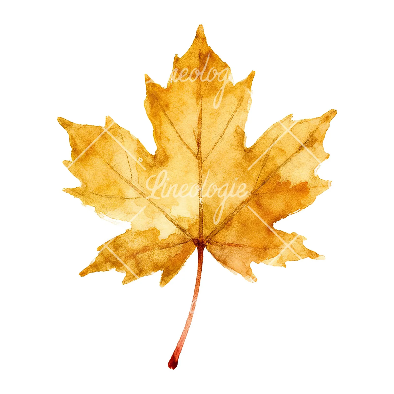 Watercolor maple leaf clipart 1 of 9 on a white background (JPG)