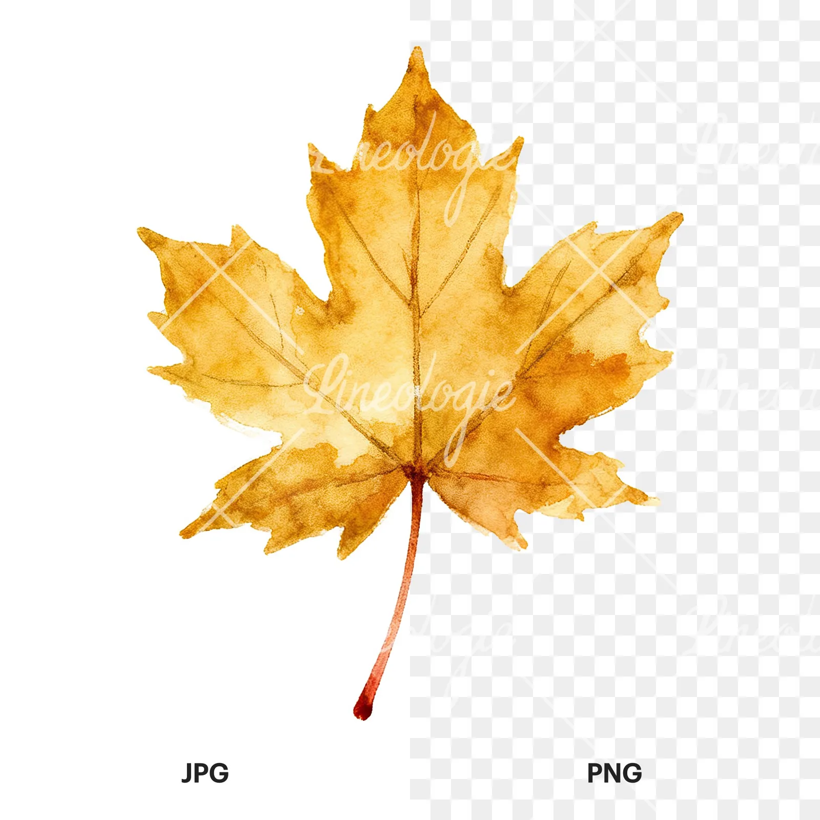 Watercolor maple leaf clipart 1 of 9, as a JPG on white and a transparent PNG