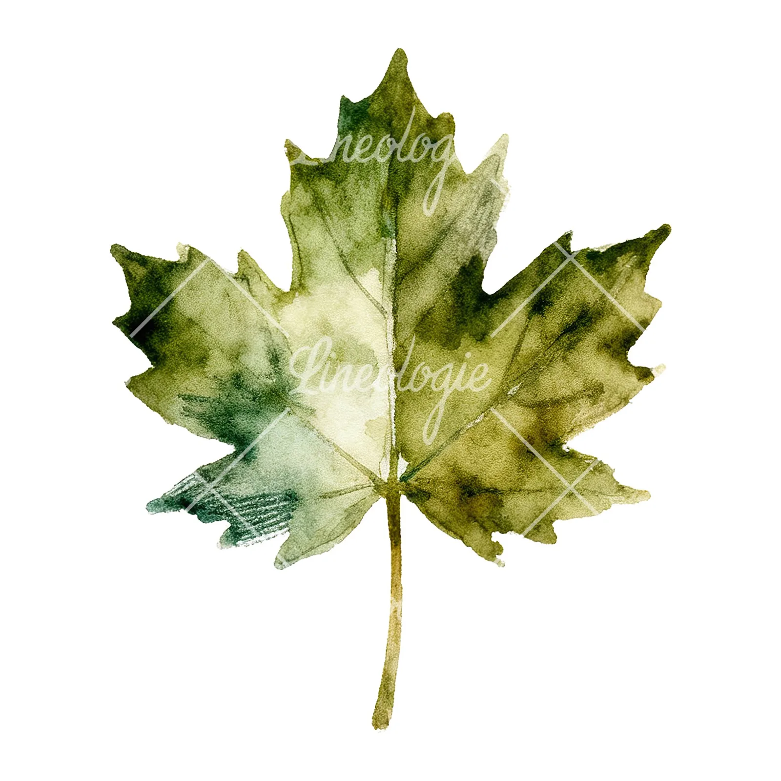 Watercolor maple leaf clipart 2 of 9 on a white background (JPG)