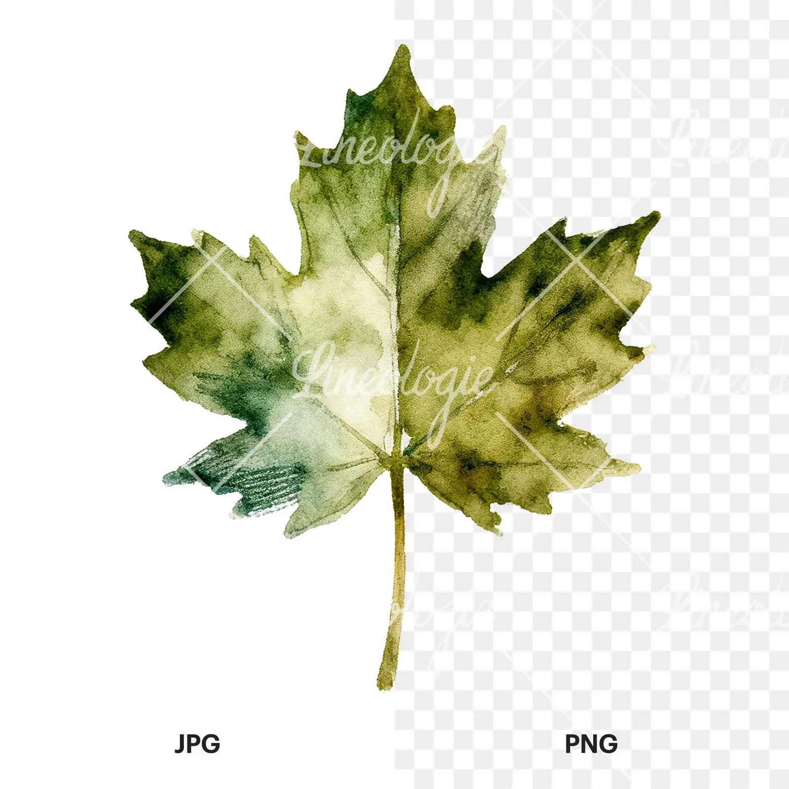 Watercolor maple leaf clipart 2 of 9, as a JPG on white and a transparent PNG