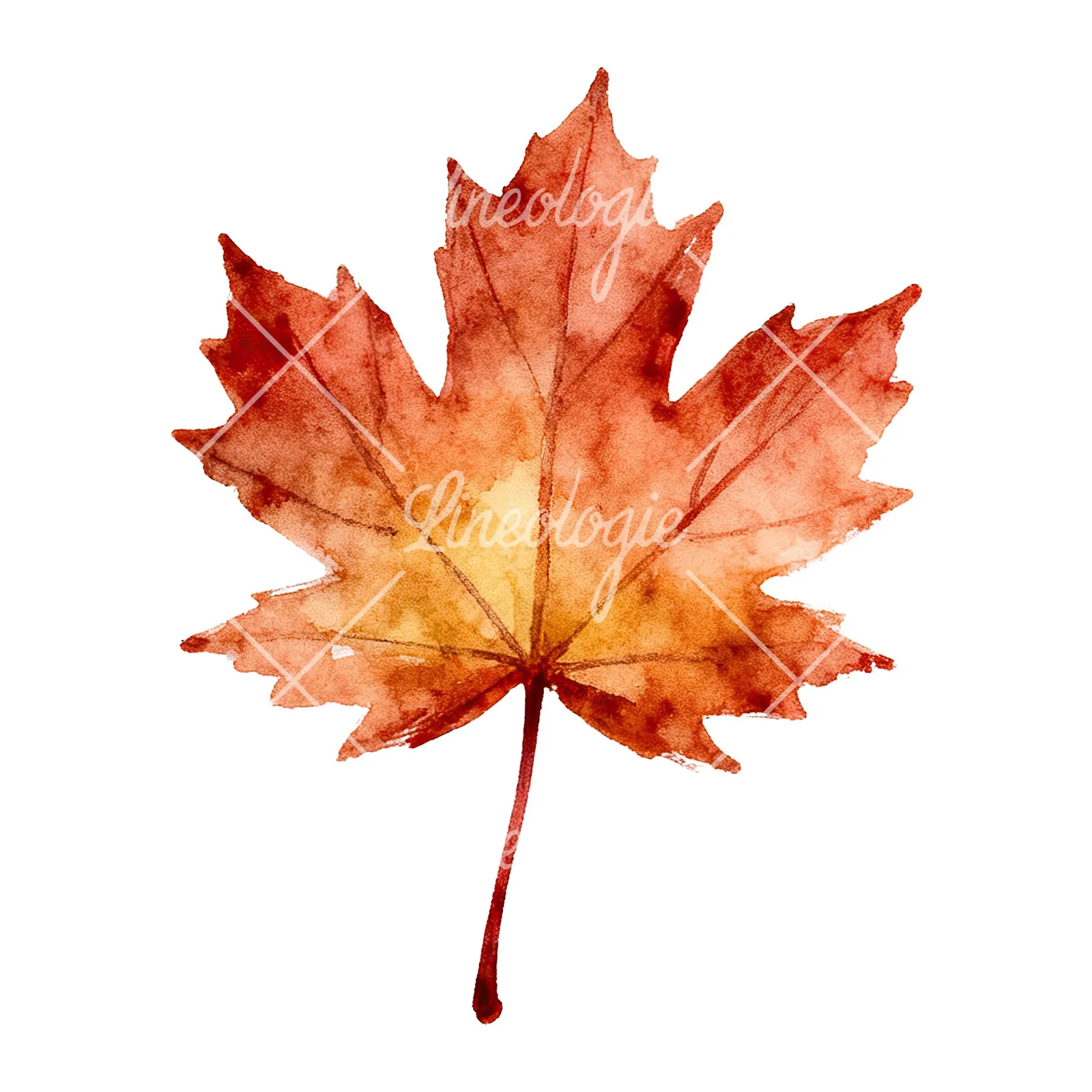 Watercolor maple leaf clipart 3 of 9 on a white background (JPG)