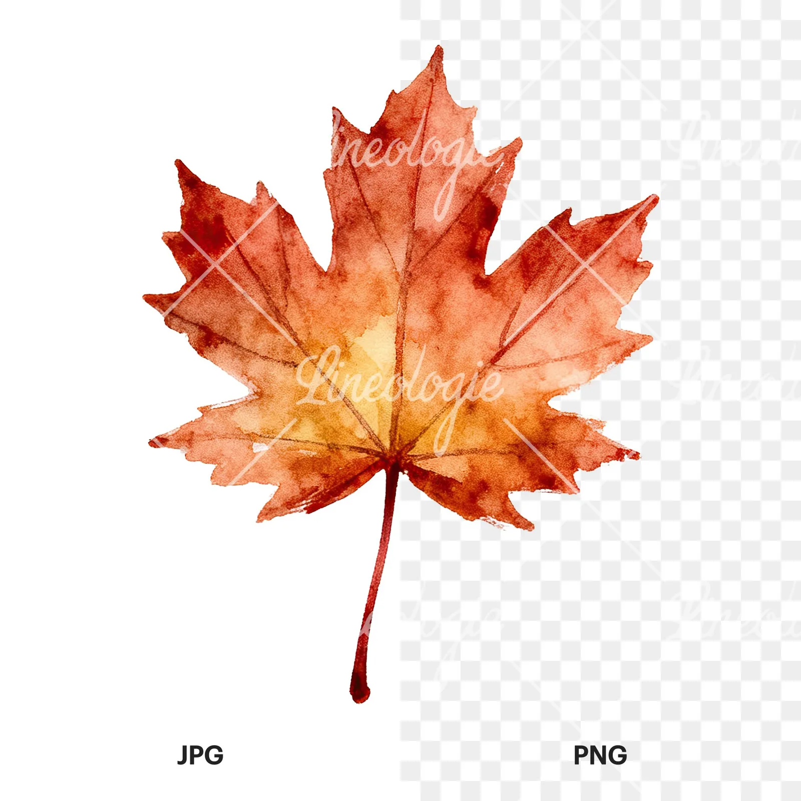 Watercolor maple leaf clipart 3 of 9, as a JPG on white and a transparent PNG