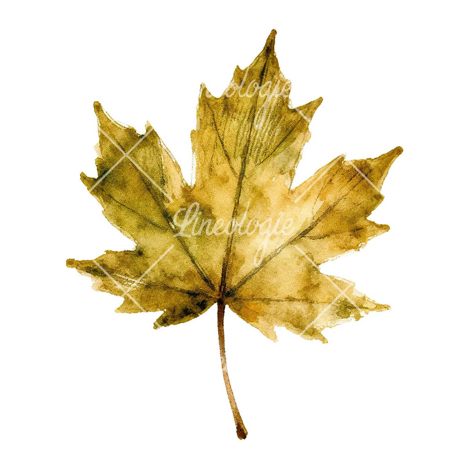 Watercolor maple leaf clipart 4 of 9 on a white background (JPG)