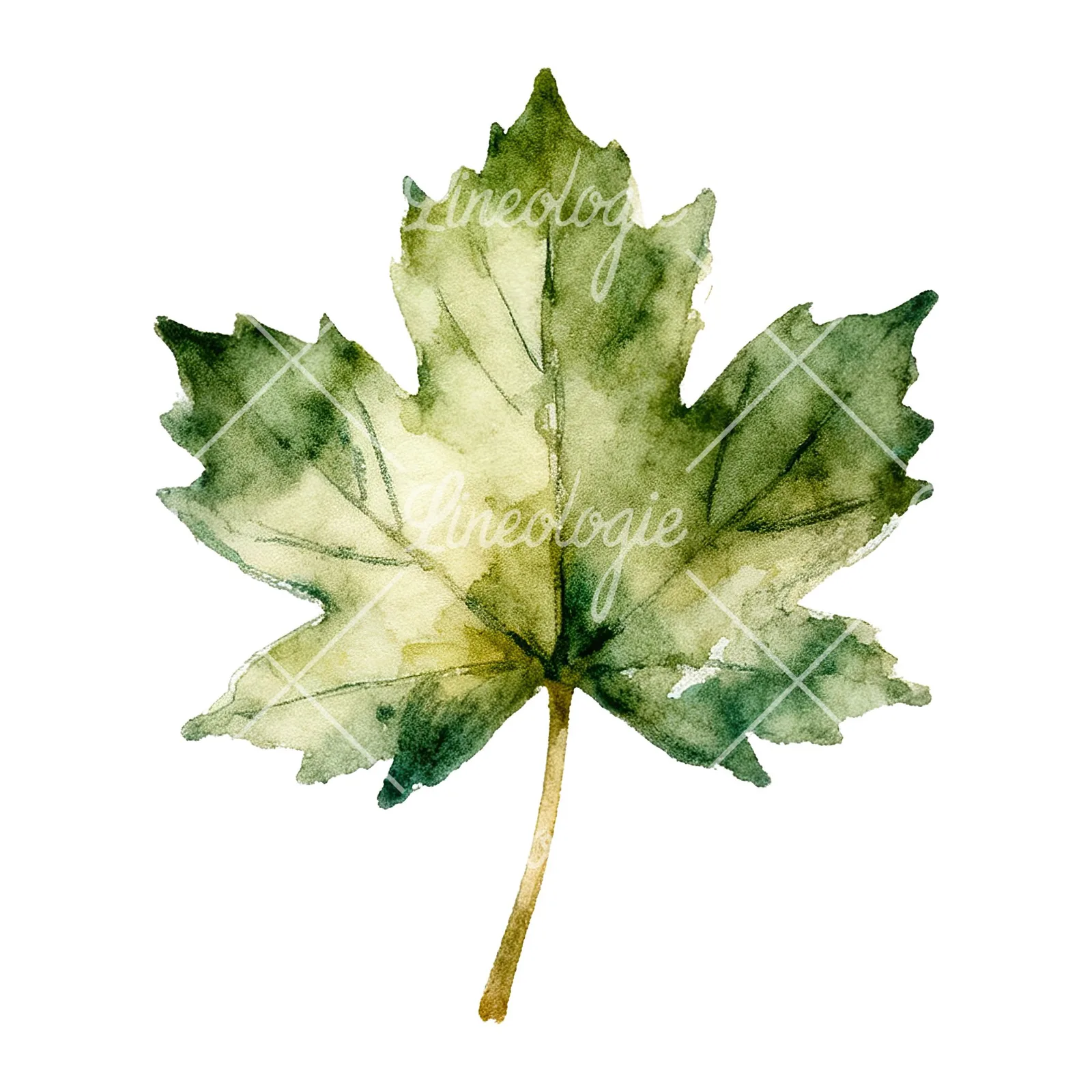 Watercolor maple leaf clipart 5 of 9 on a white background (JPG)