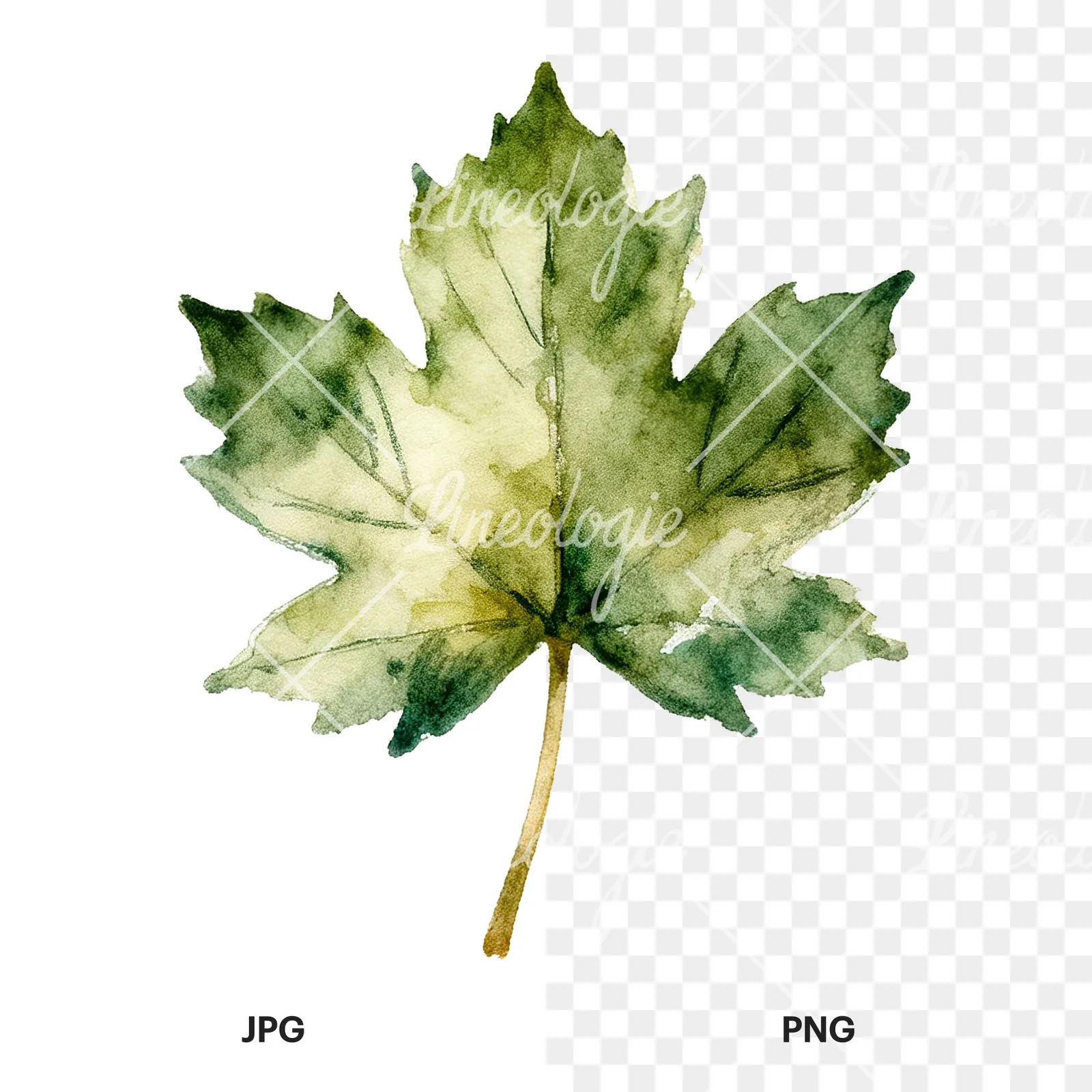 Watercolor maple leaf clipart 5 of 9, as a JPG on white and a transparent PNG