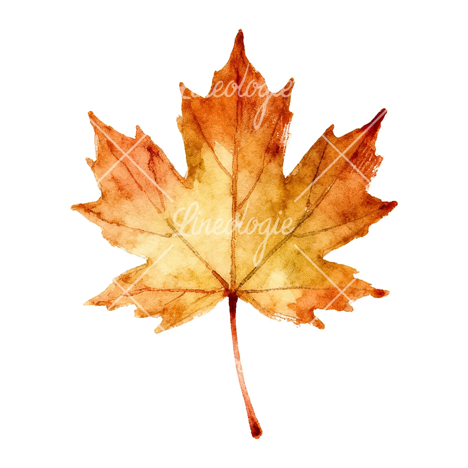 Watercolor maple leaf clipart 6 of 9 on a white background (JPG)