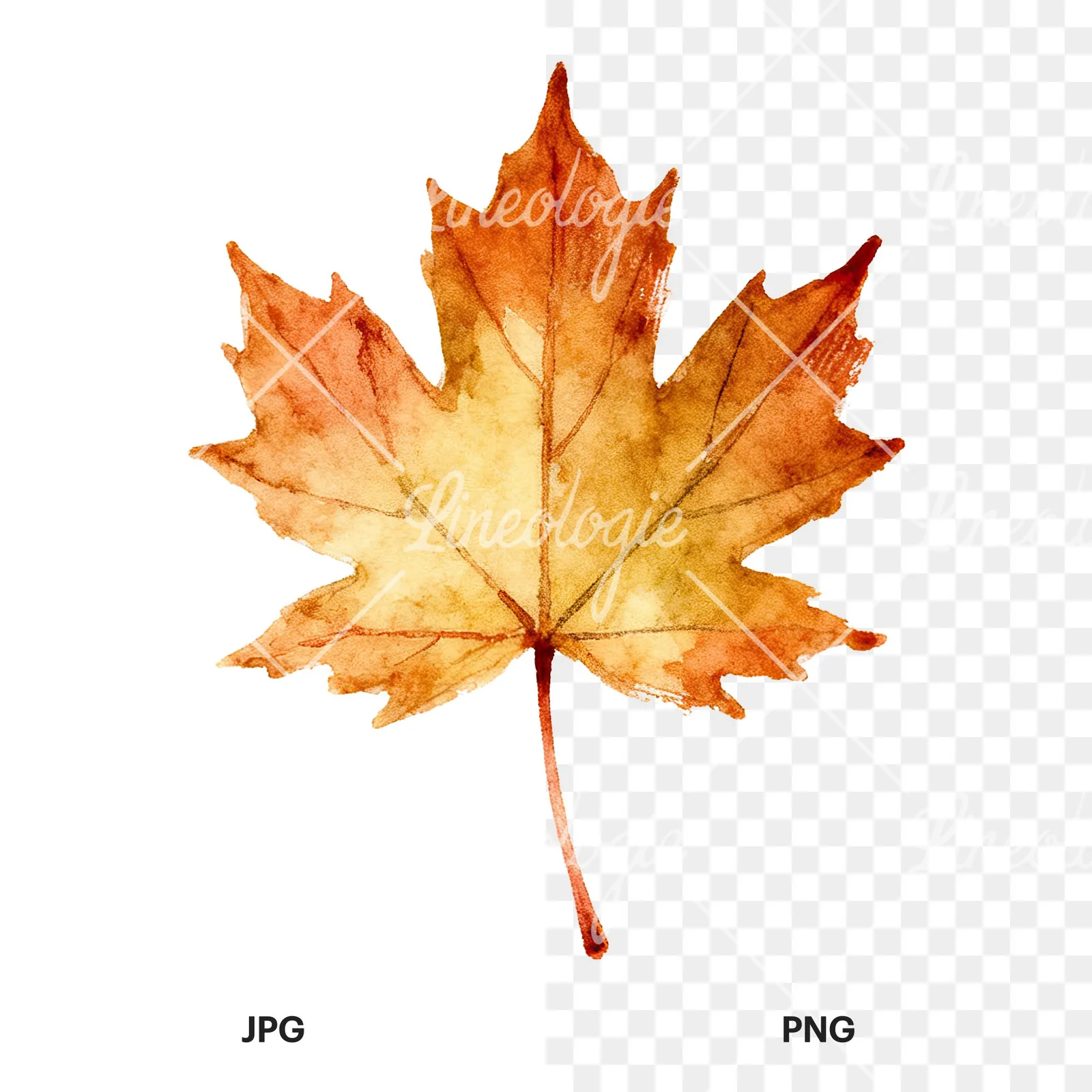 Watercolor maple leaf clipart 6 of 9, as a JPG on white and a transparent PNG