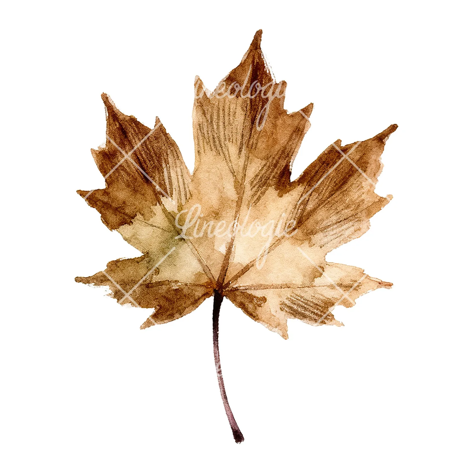 Watercolor maple leaf clipart 7 of 9 on a white background (JPG)