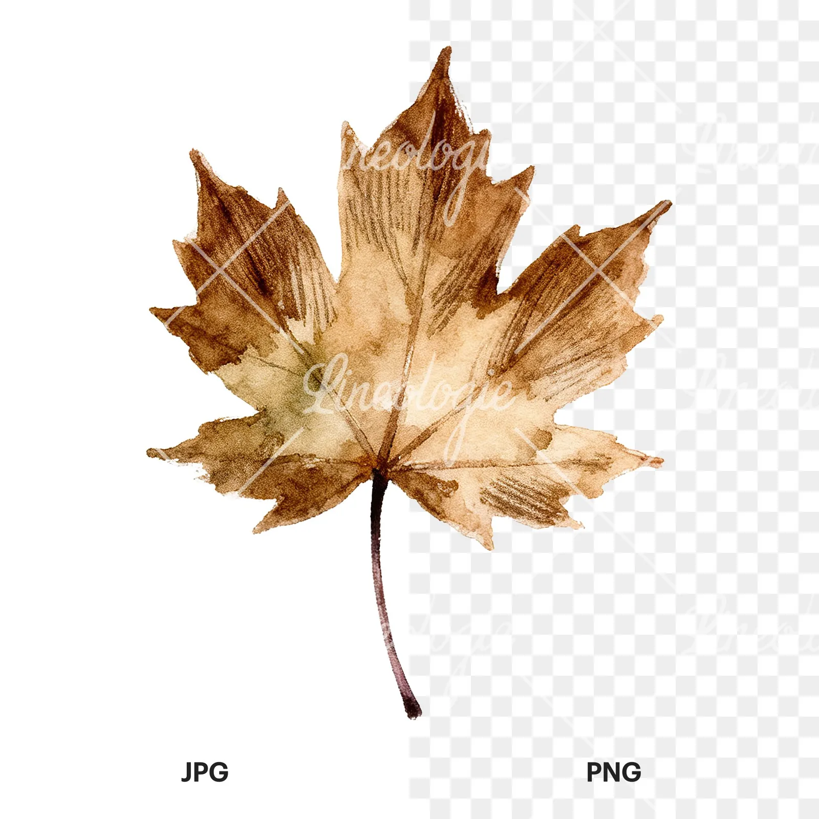 Watercolor maple leaf clipart 7 of 9, as a JPG on white and a transparent PNG