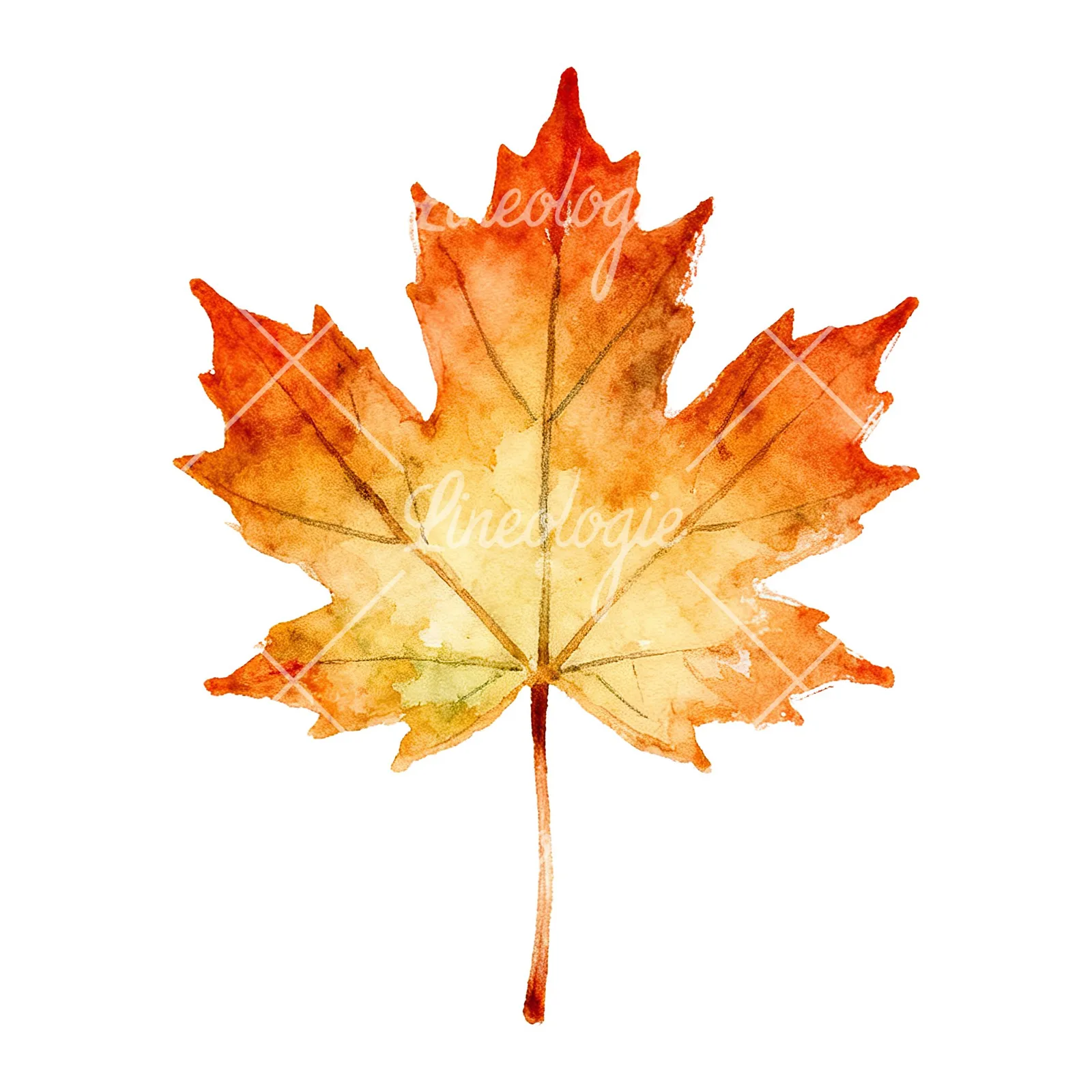 Watercolor maple leaf clipart 8 of 9 on a white background (JPG)