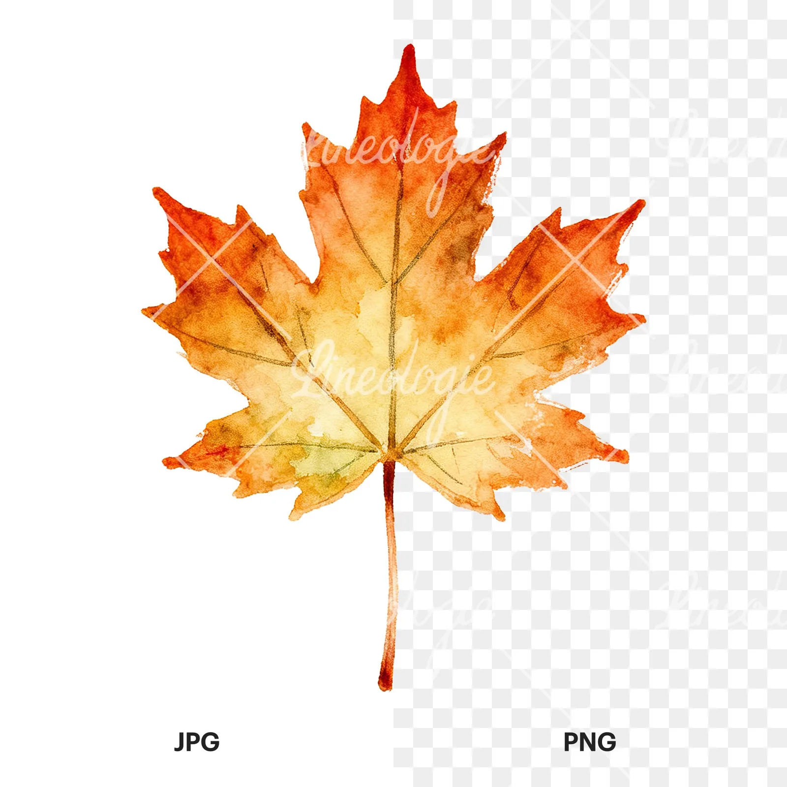 Watercolor maple leaf clipart 8 of 9, as a JPG on white and a transparent PNG