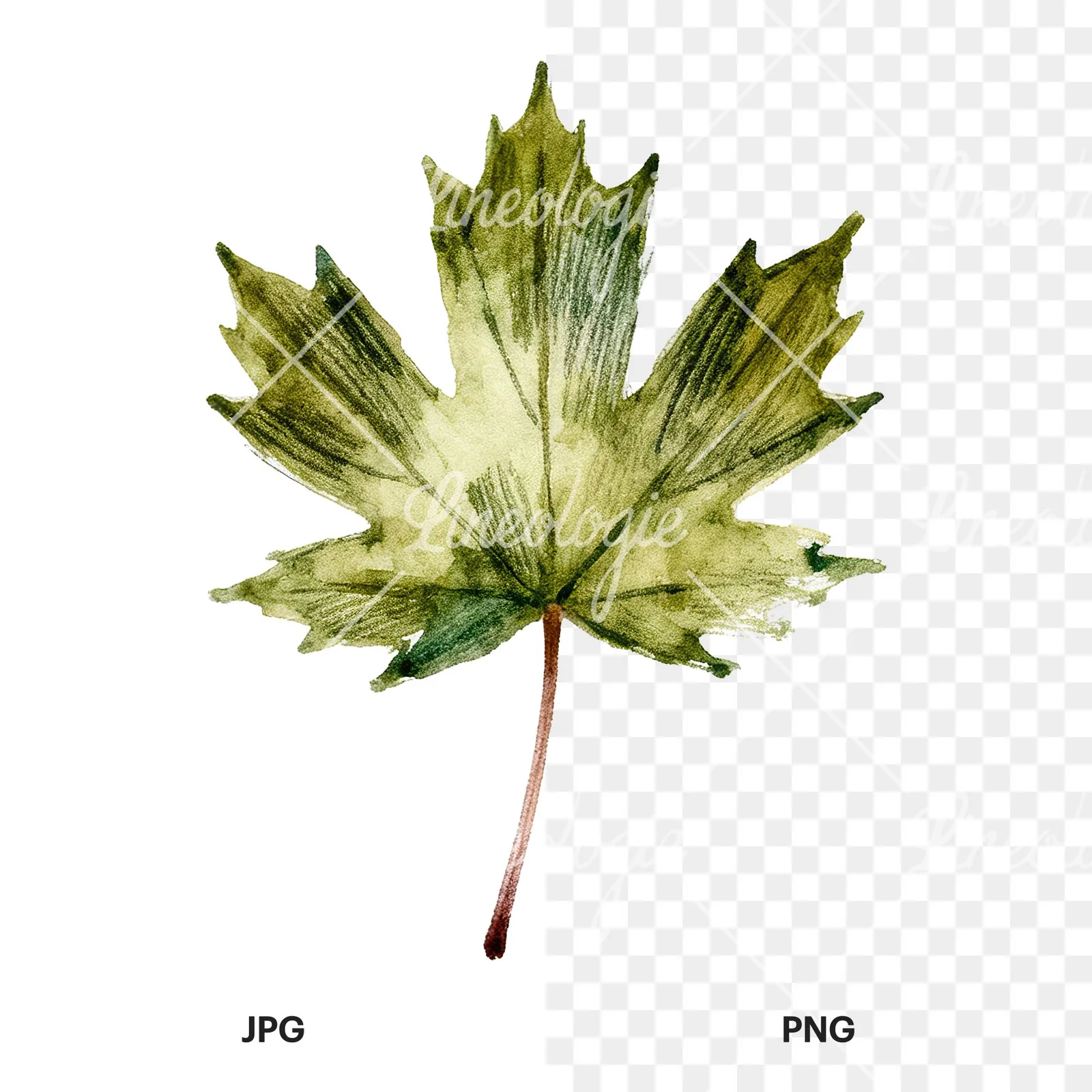 Watercolor maple leaf clipart 9 of 9, as a JPG on white and a transparent PNG
