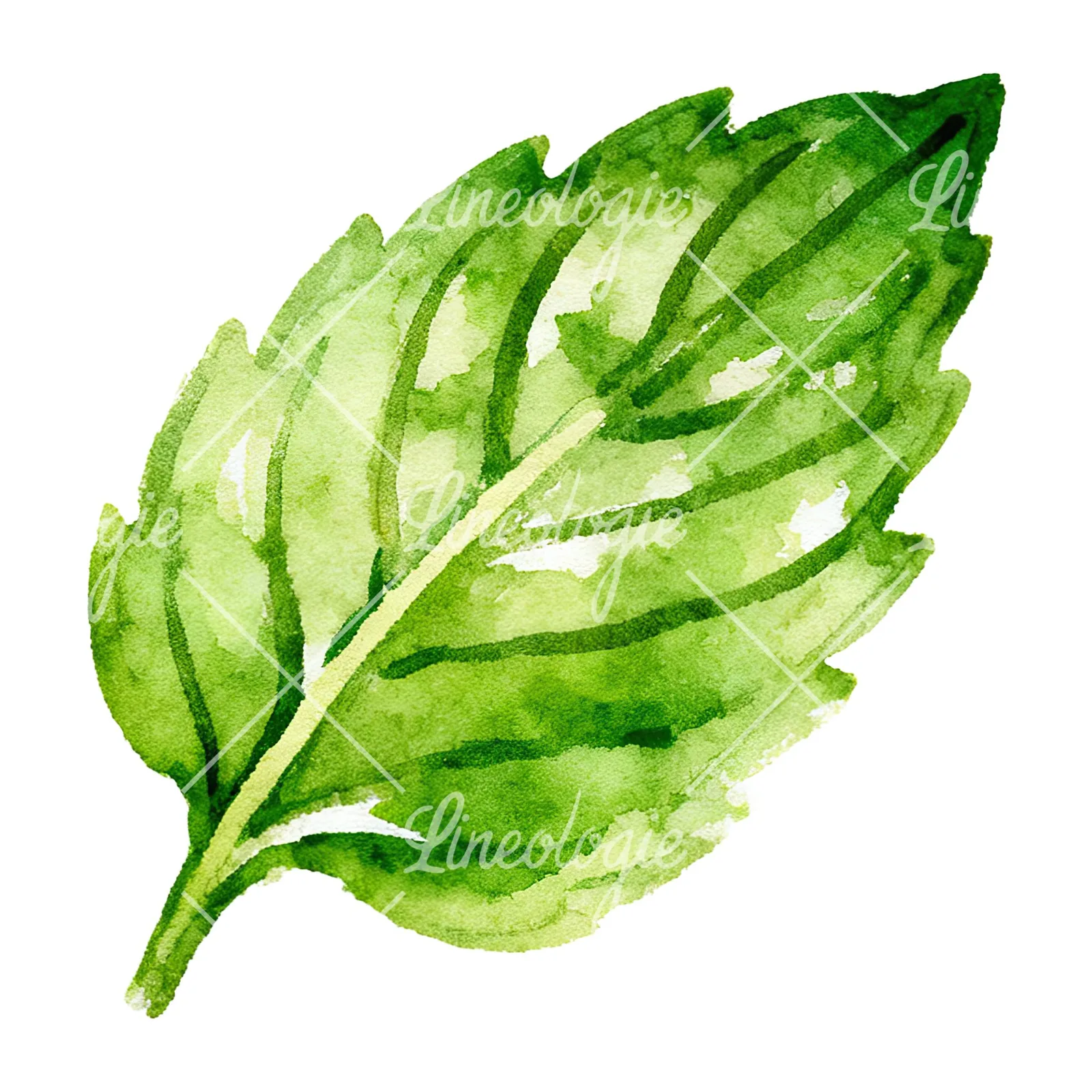 Watercolor mint leaf cluster clipart 1 of 9 on a white background (JPG)