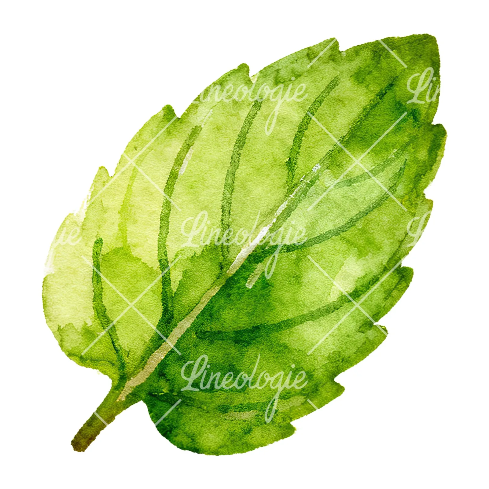 Watercolor mint leaf cluster clipart 2 of 9 on a white background (JPG)