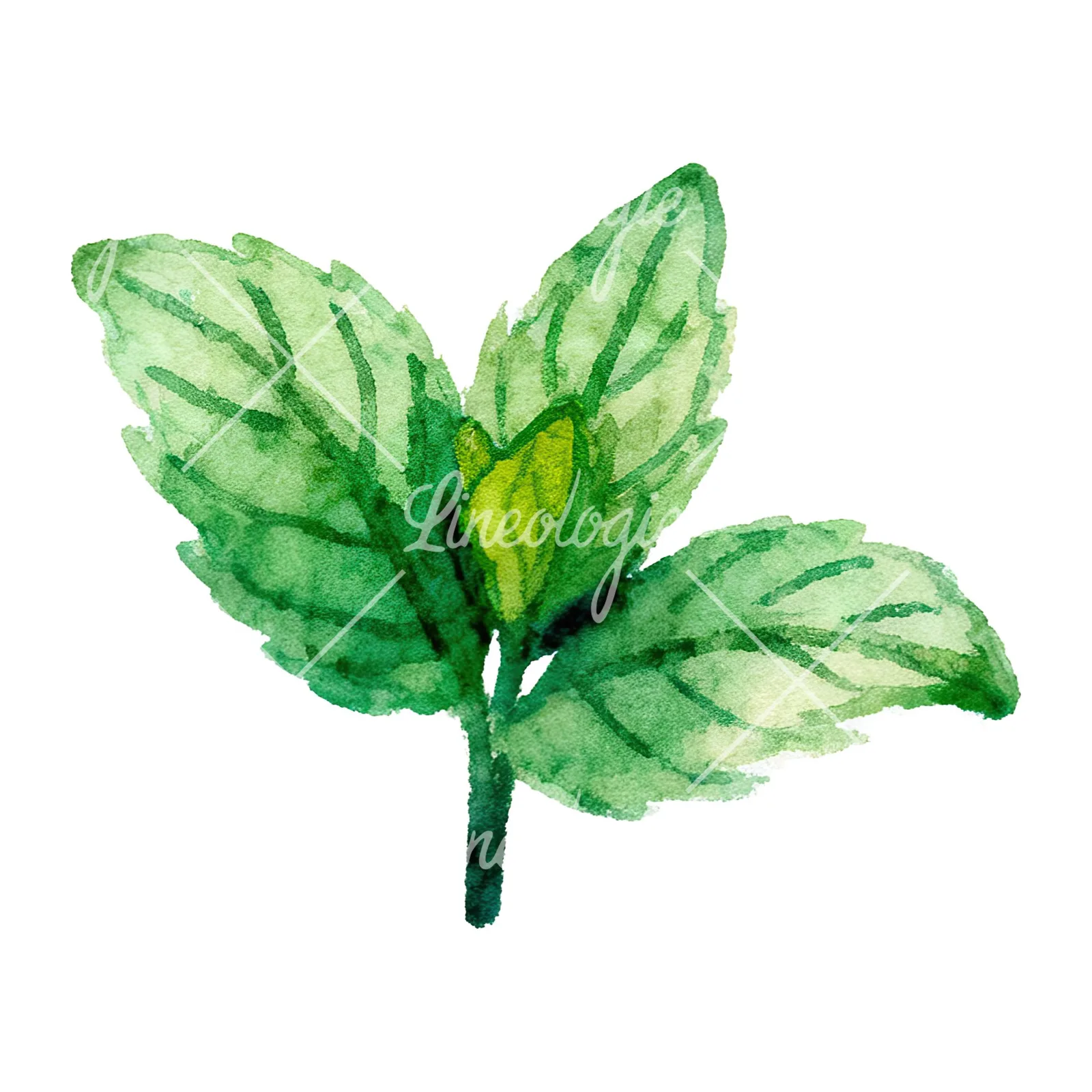 Watercolor mint leaf cluster clipart 3 of 9 on a white background (JPG)