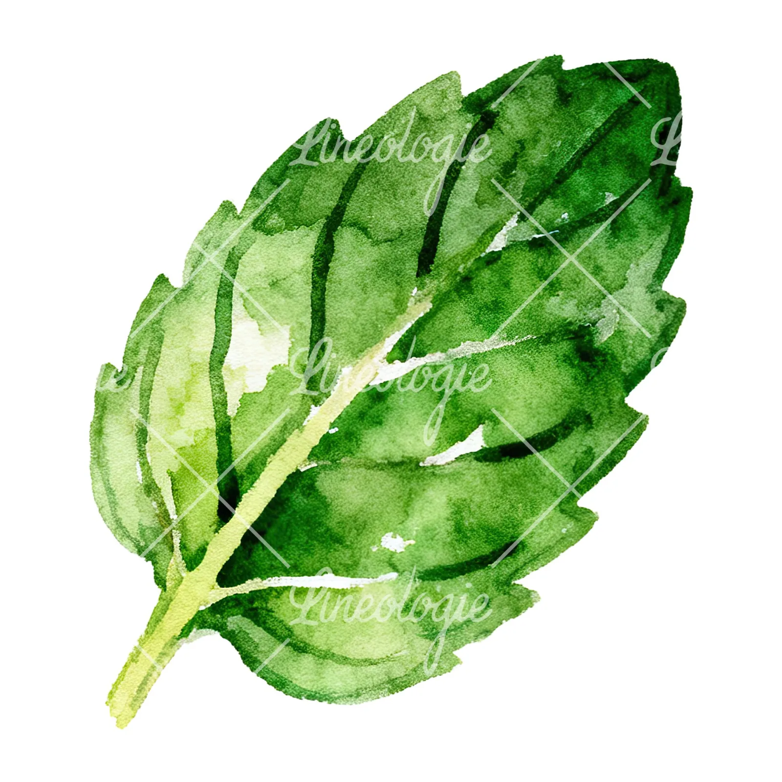 Watercolor mint leaf cluster clipart 4 of 9 on a white background (JPG)