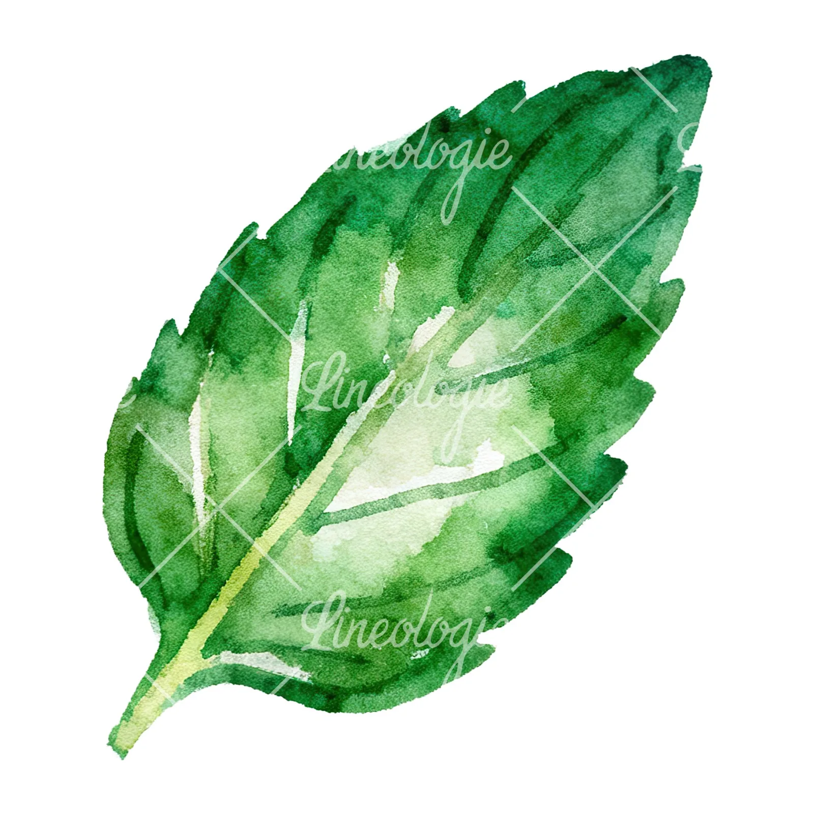 Watercolor mint leaf cluster clipart 6 of 9 on a white background (JPG)