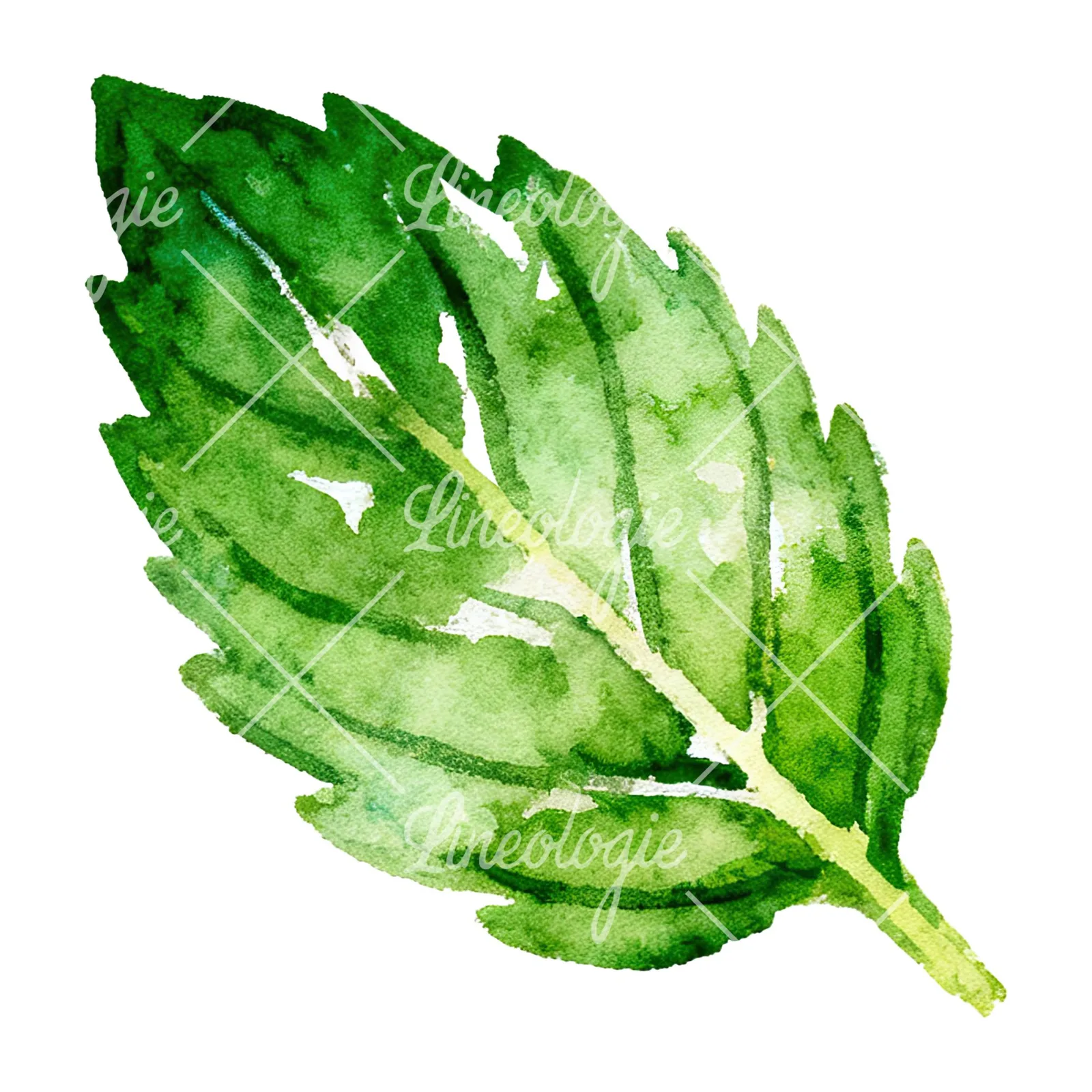 Watercolor mint leaf cluster clipart 7 of 9 on a white background (JPG)