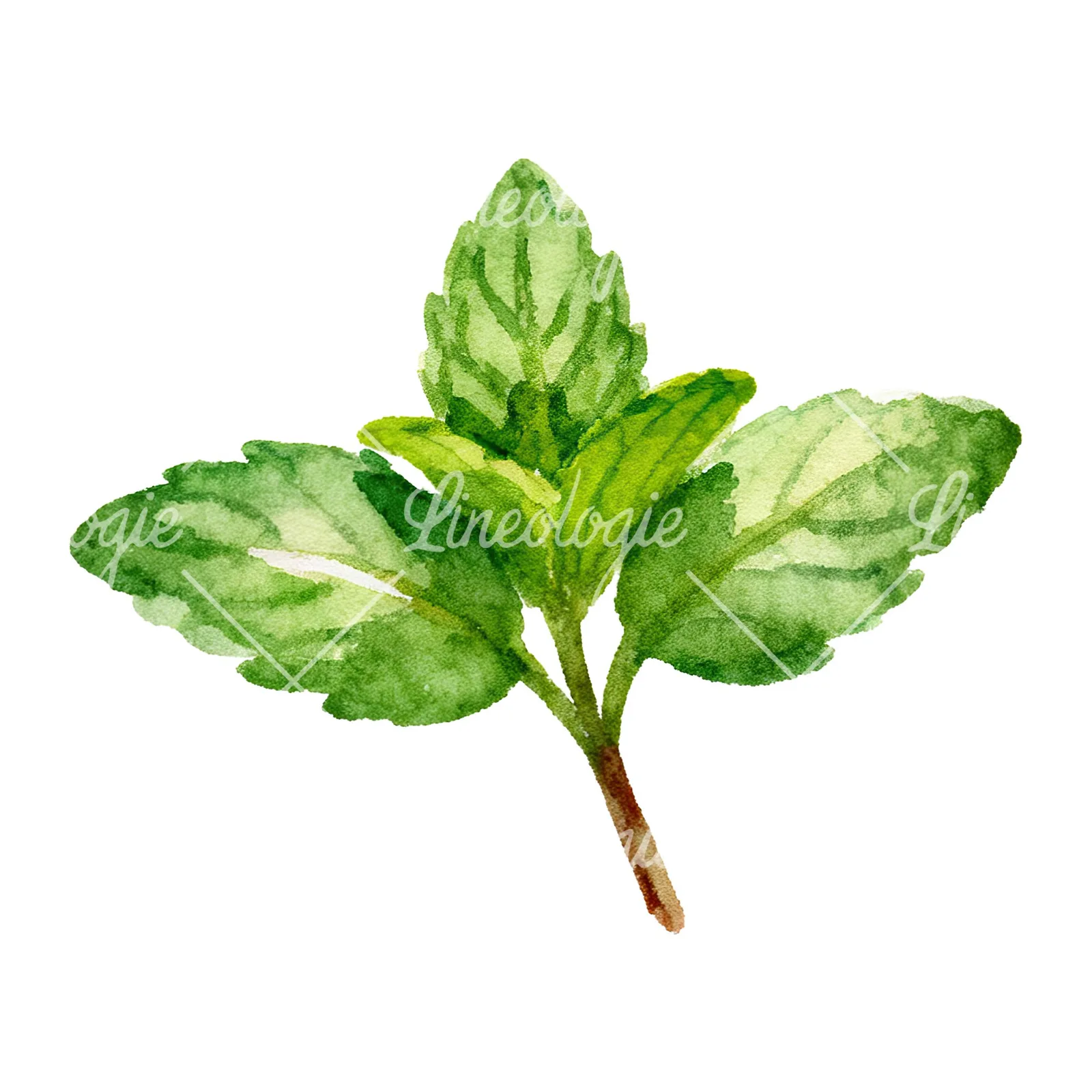 Watercolor mint leaf cluster clipart 8 of 9 on a white background (JPG)